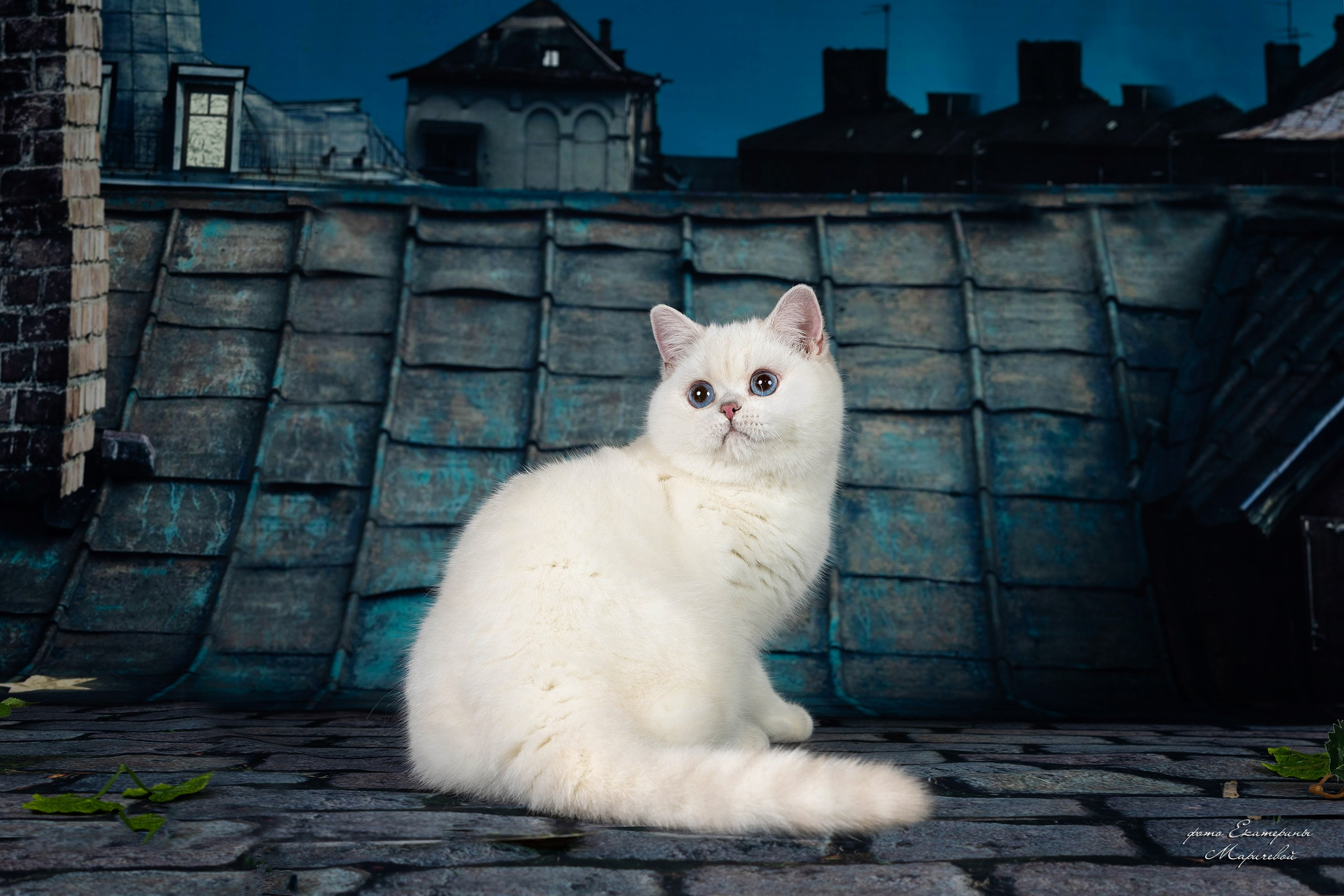 Тематические фоны с рисунком. Фотограф-анималист в Омске Екатерина Маричева