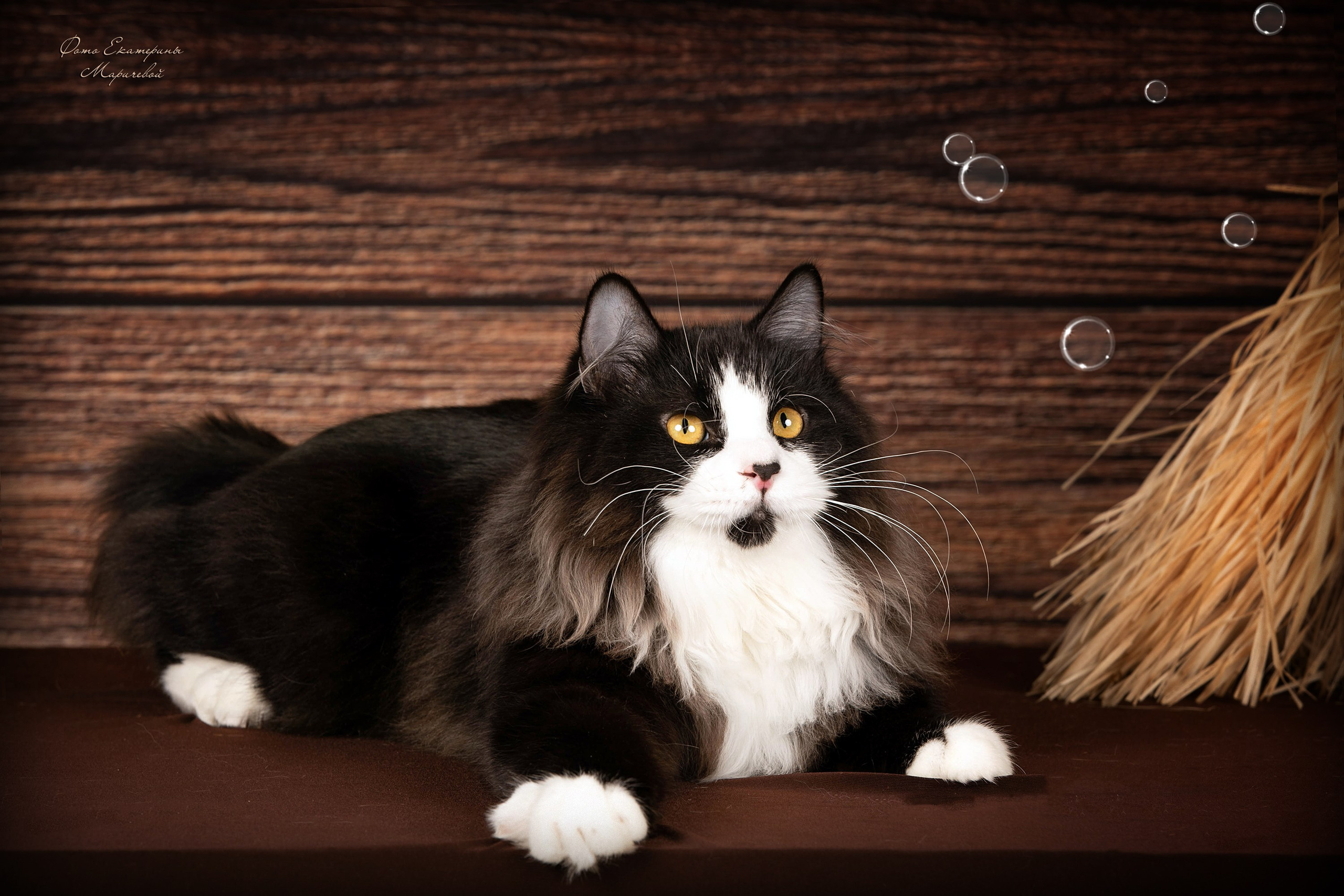 Стендовая съёмка на выставках кошек. Фотограф-анималист в Омске Екатерина Маричева