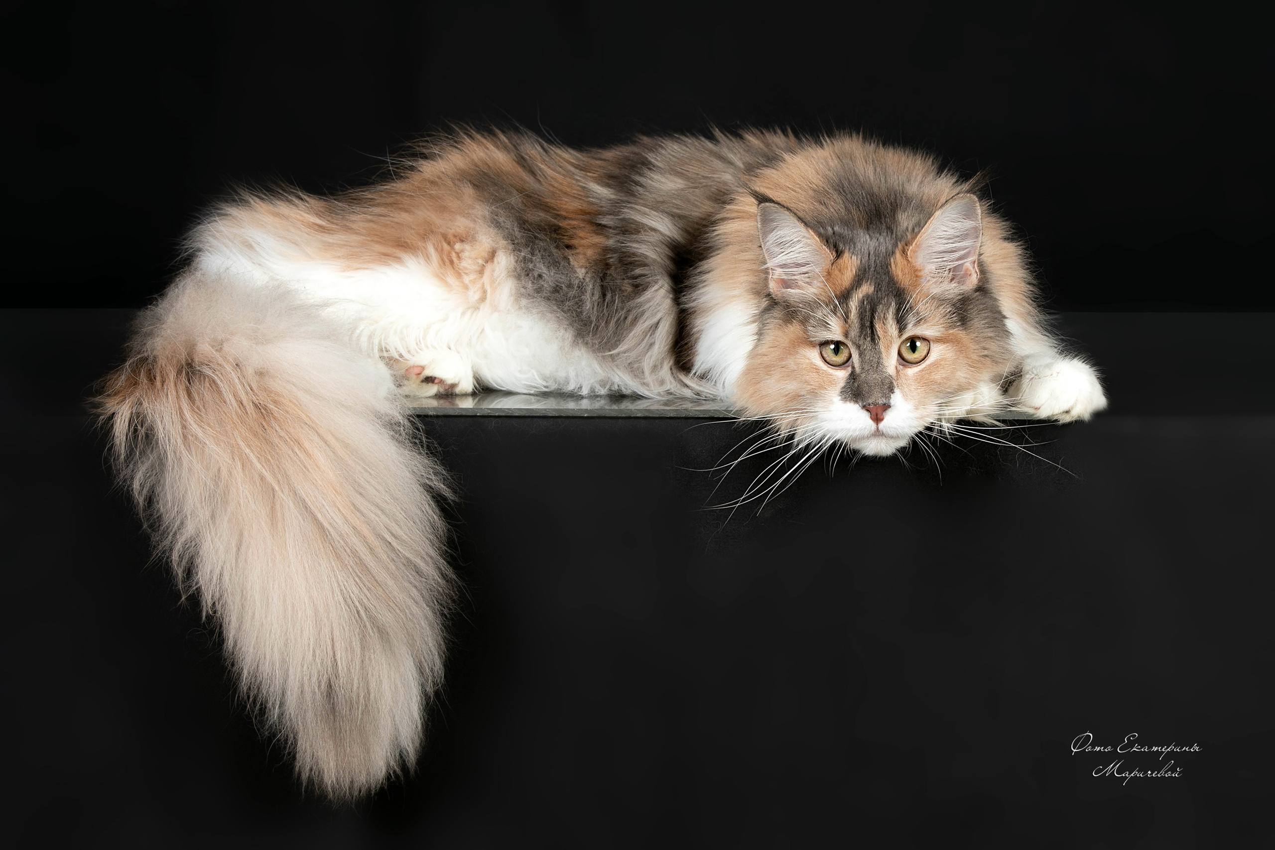 Стендовая съёмка на выставках кошек. Фотограф-анималист в Омске Екатерина Маричева