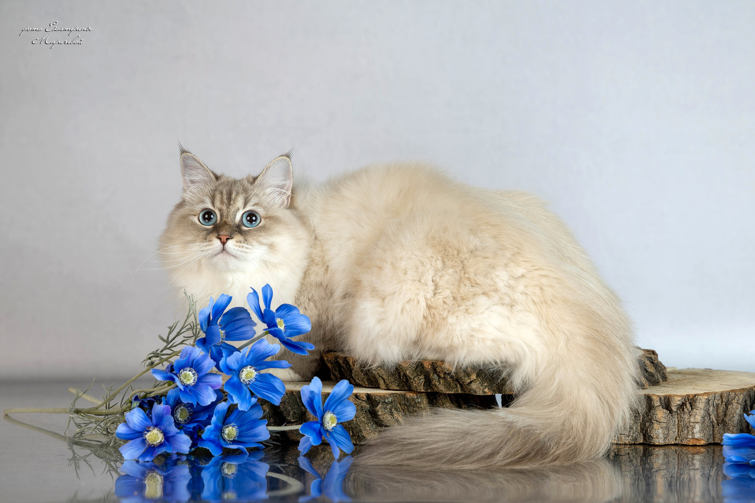 Пастельные фоны. Фотограф-анималист в Омске Екатерина Маричева