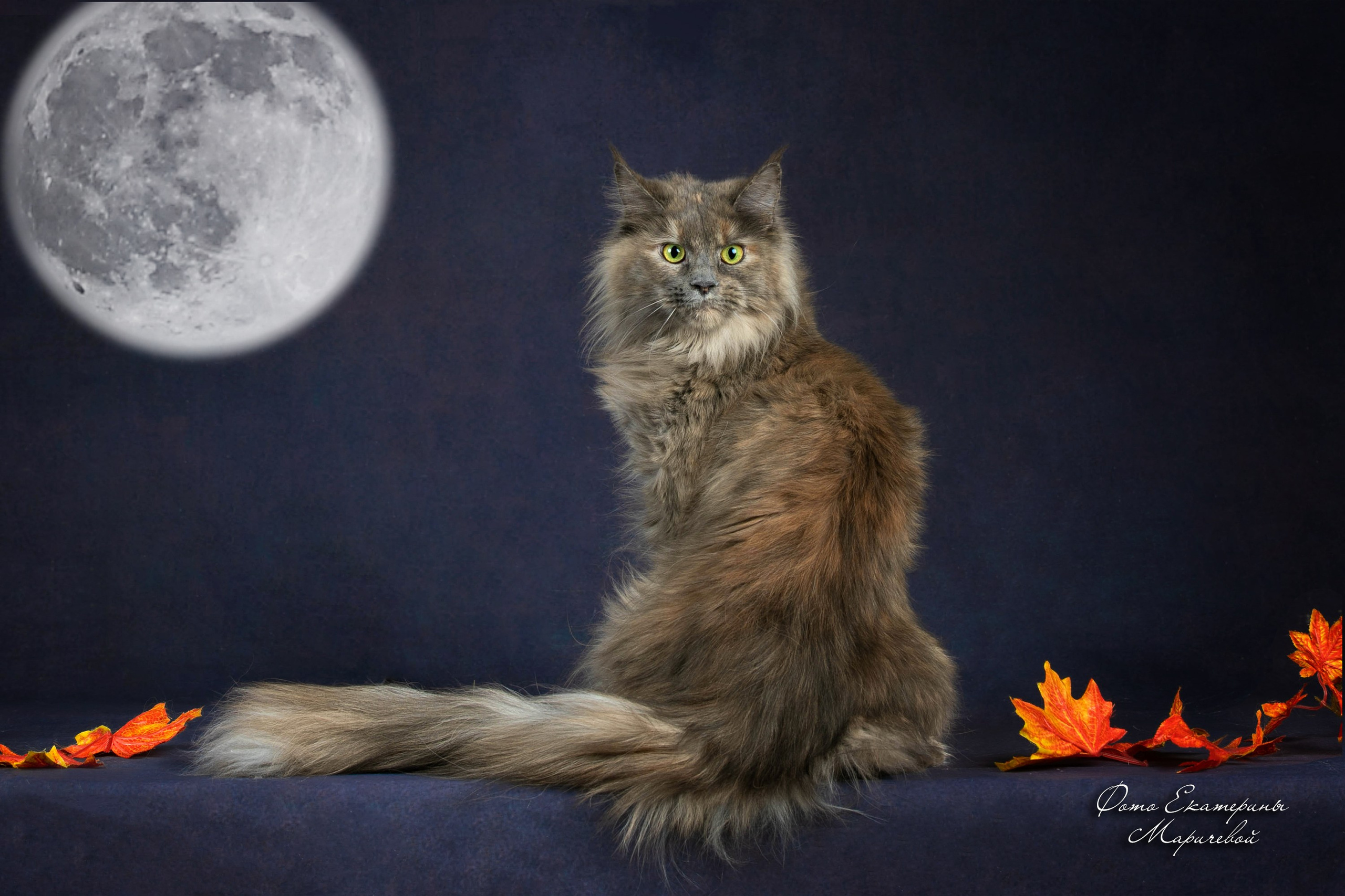 Стендовая съёмка на выставках кошек. Фотограф-анималист в Омске Екатерина Маричева