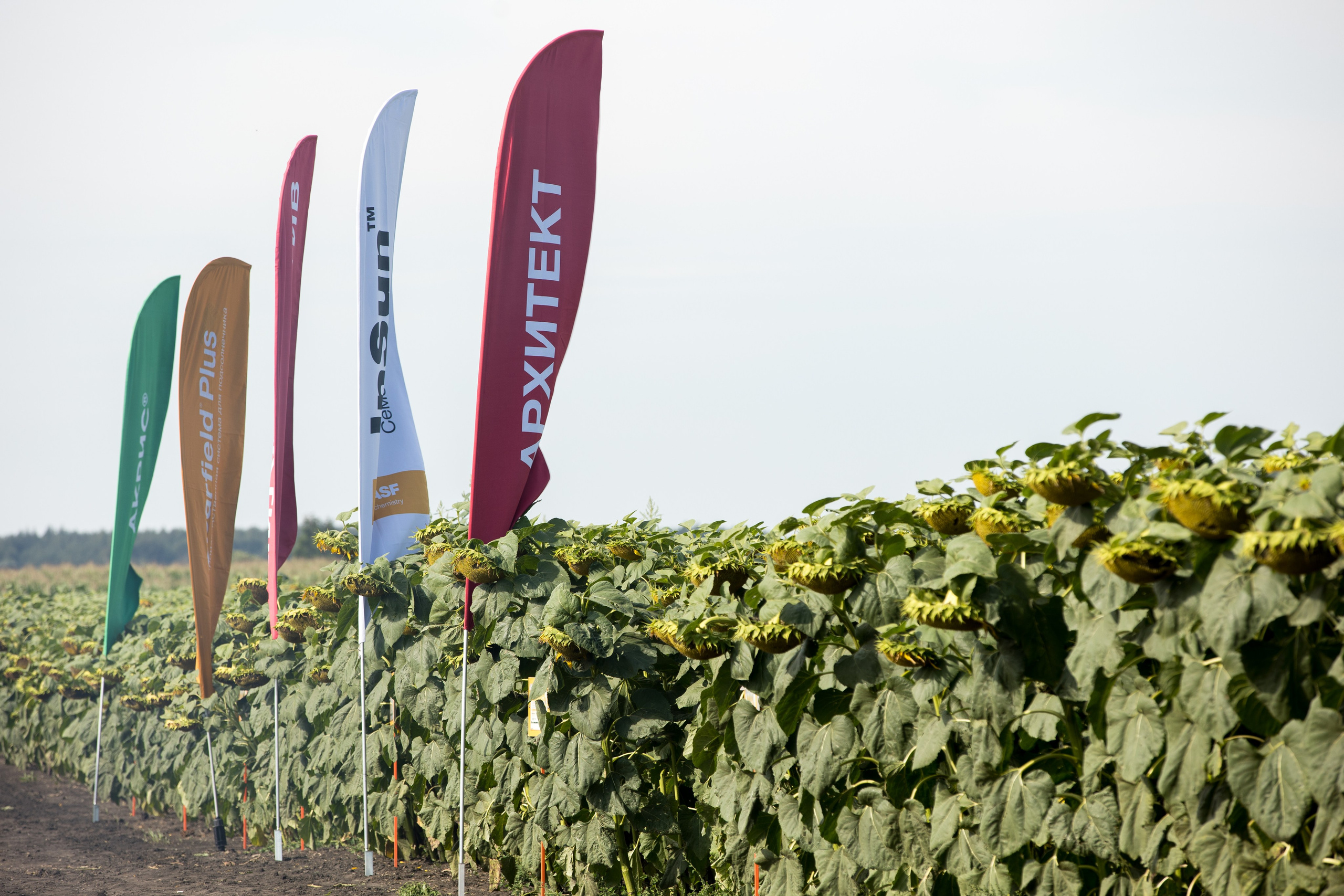 Решения для сельского хозяйства BASF 16.08.2022. Владислав Волков | Фотография и видеосъемка в Воронеже