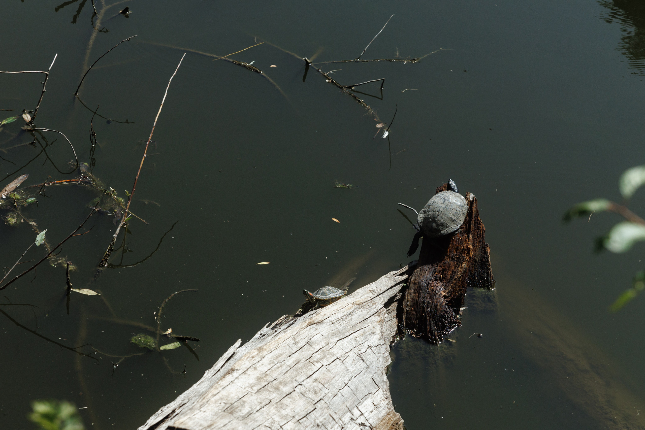 Денис и Диана. Фотограф Ставрополь Петр Голубенко
