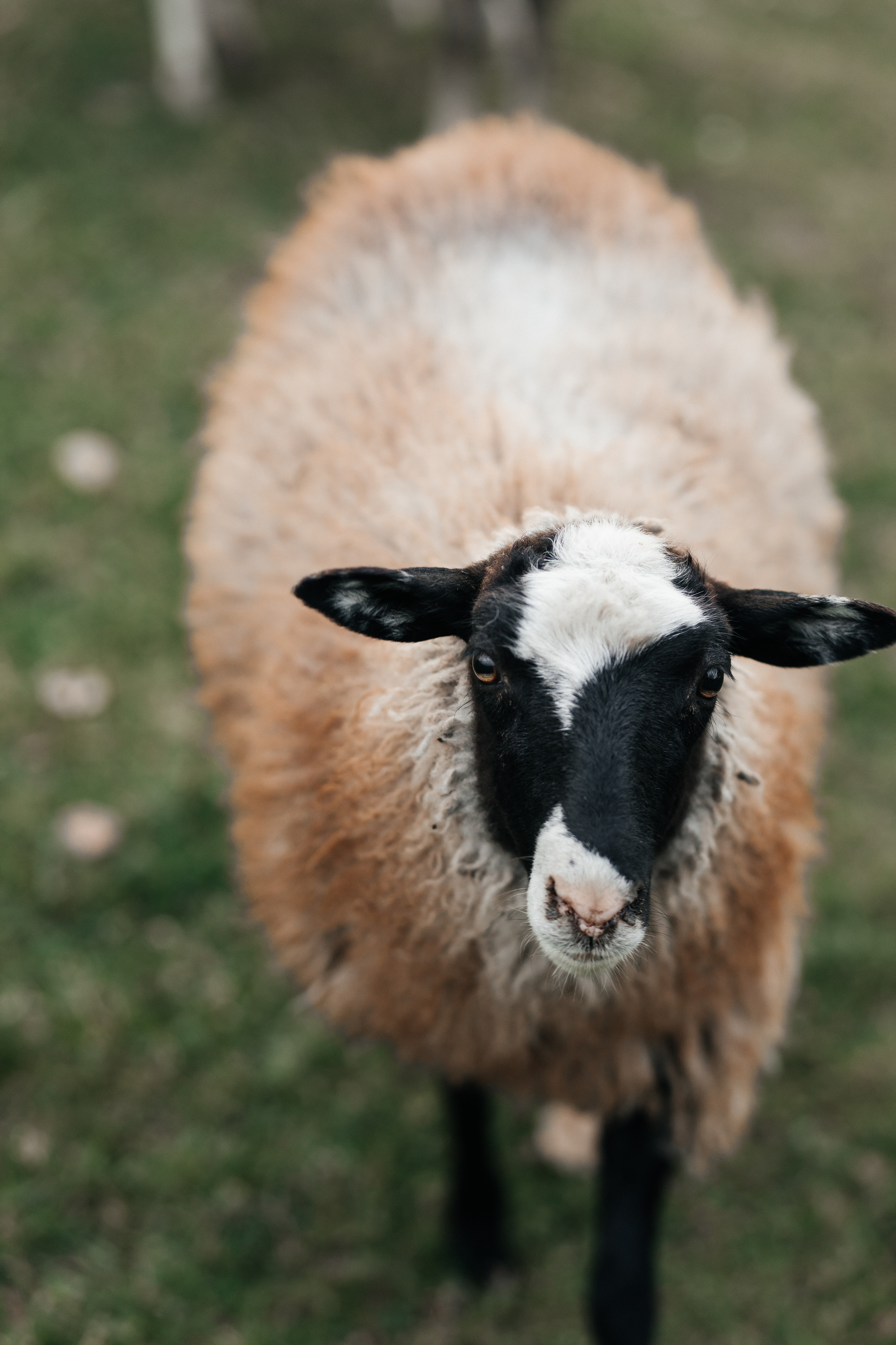 Просто безумная любовь. Polovinka.Photo — Свадебный и семейный фотограф Минск