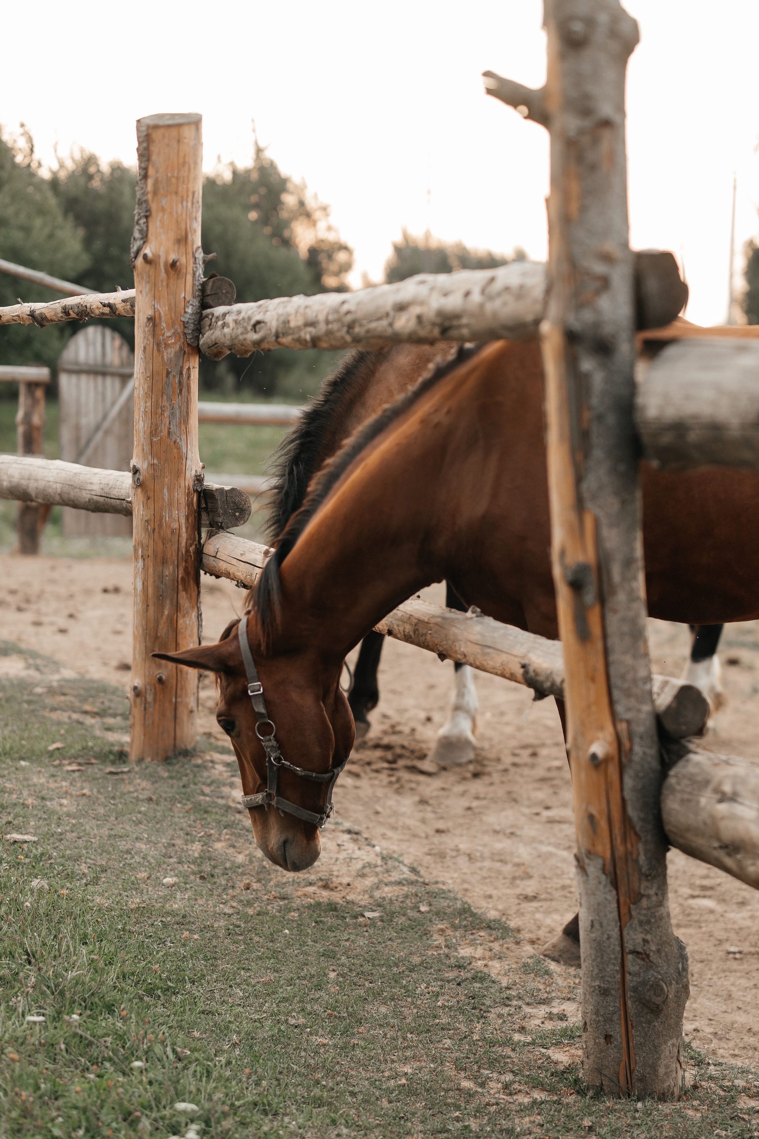 Просто безумная любовь. Polovinka.Photo — Свадебный и семейный фотограф Минск