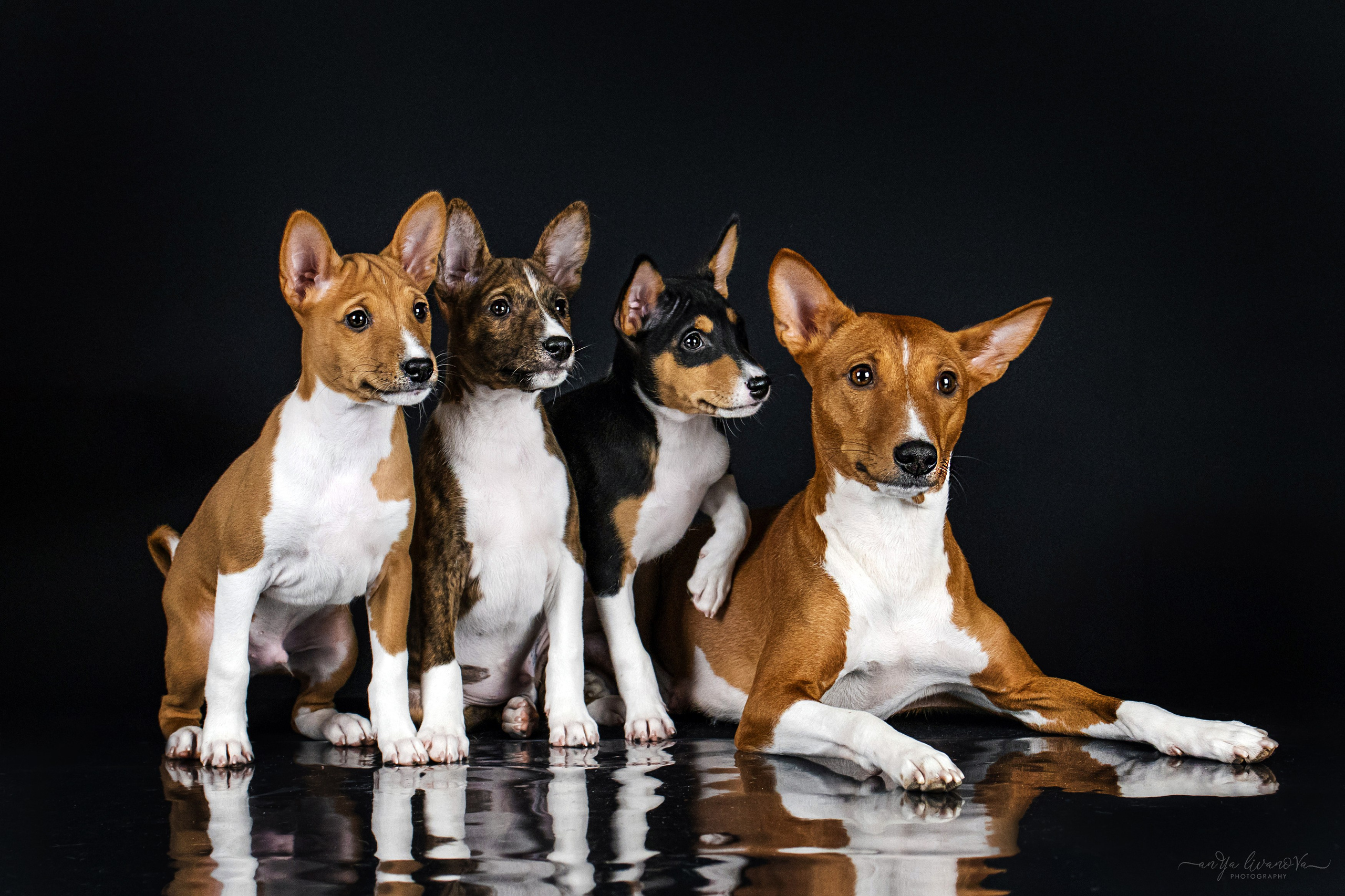 Басенджи. Фотограф анималист Аня Ливанова | Рыбинск
