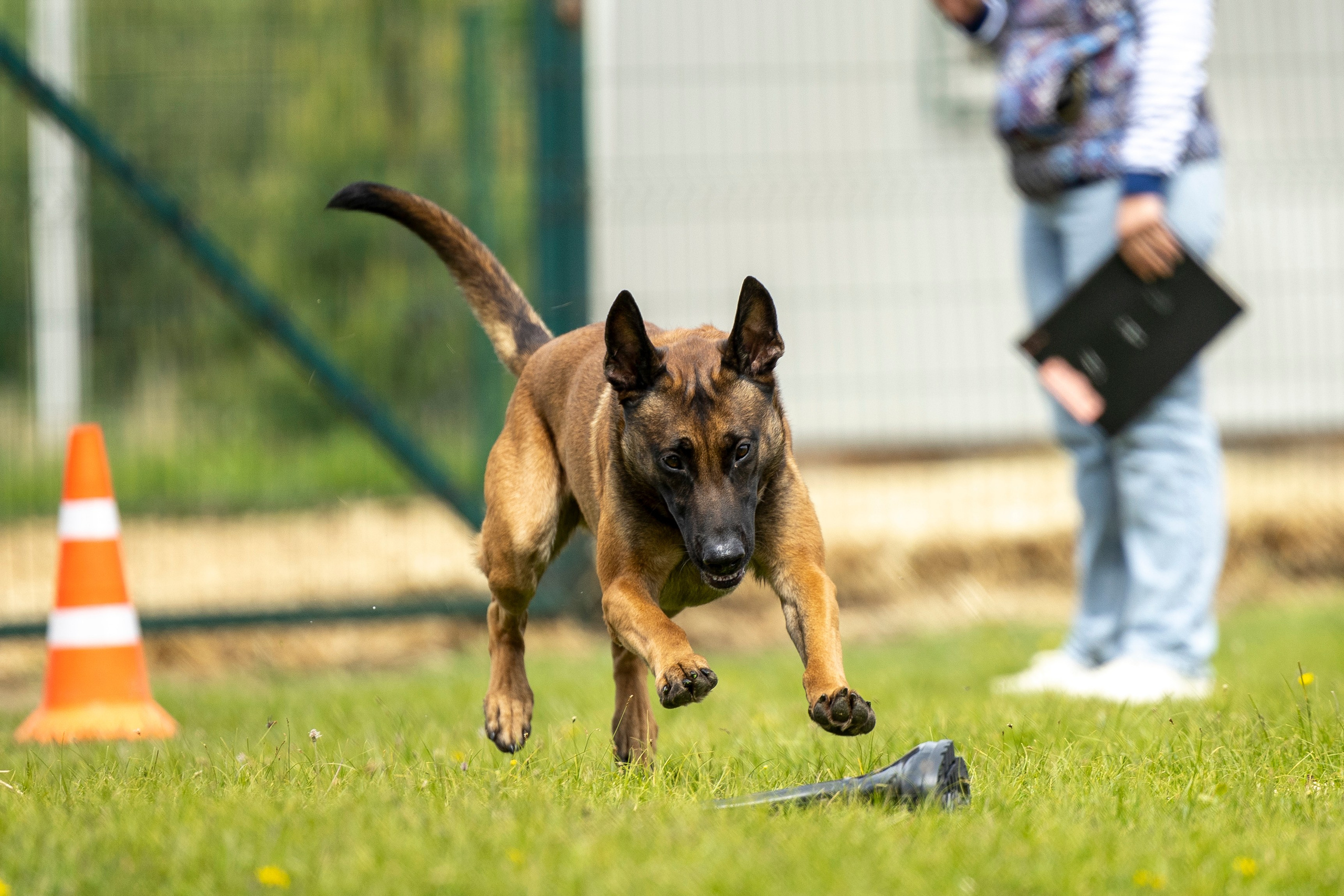 Испытания по мондьорингу в Нижнем Новгороде. Фотограф-анималист Анна Маринич