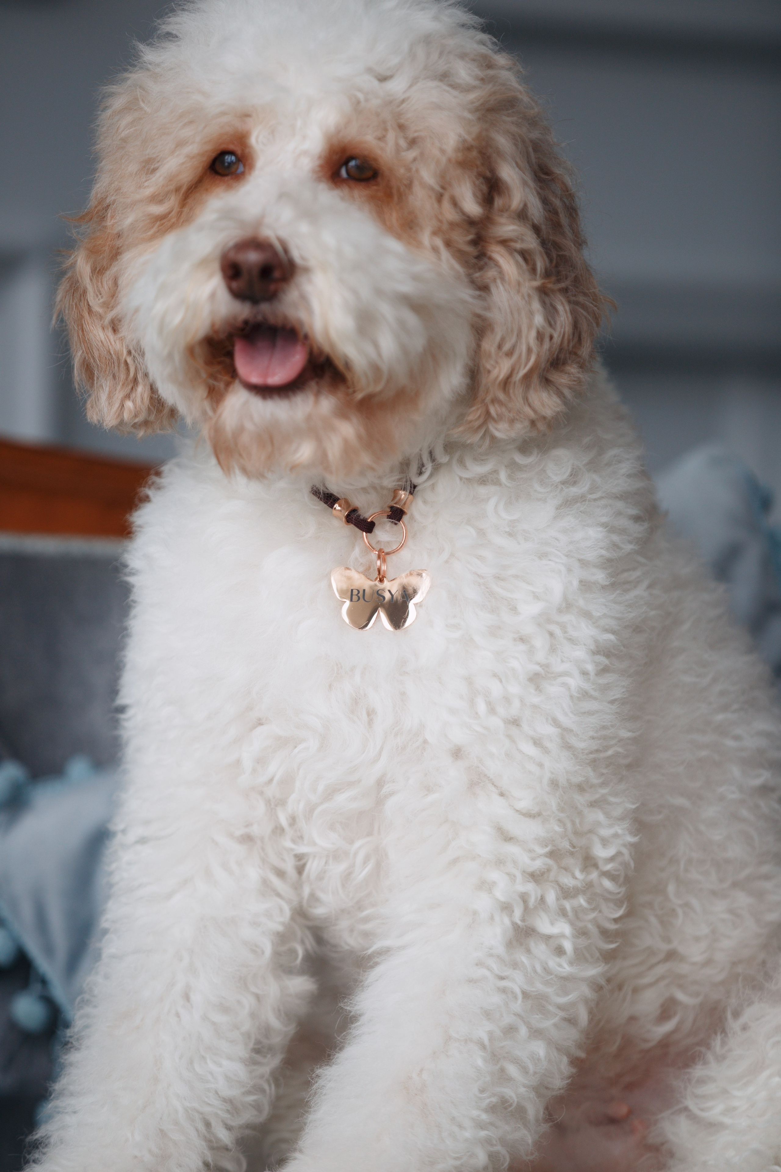 Bmbh лежанки и адресники. Фотограф анималист Кристина Карпова, Москва