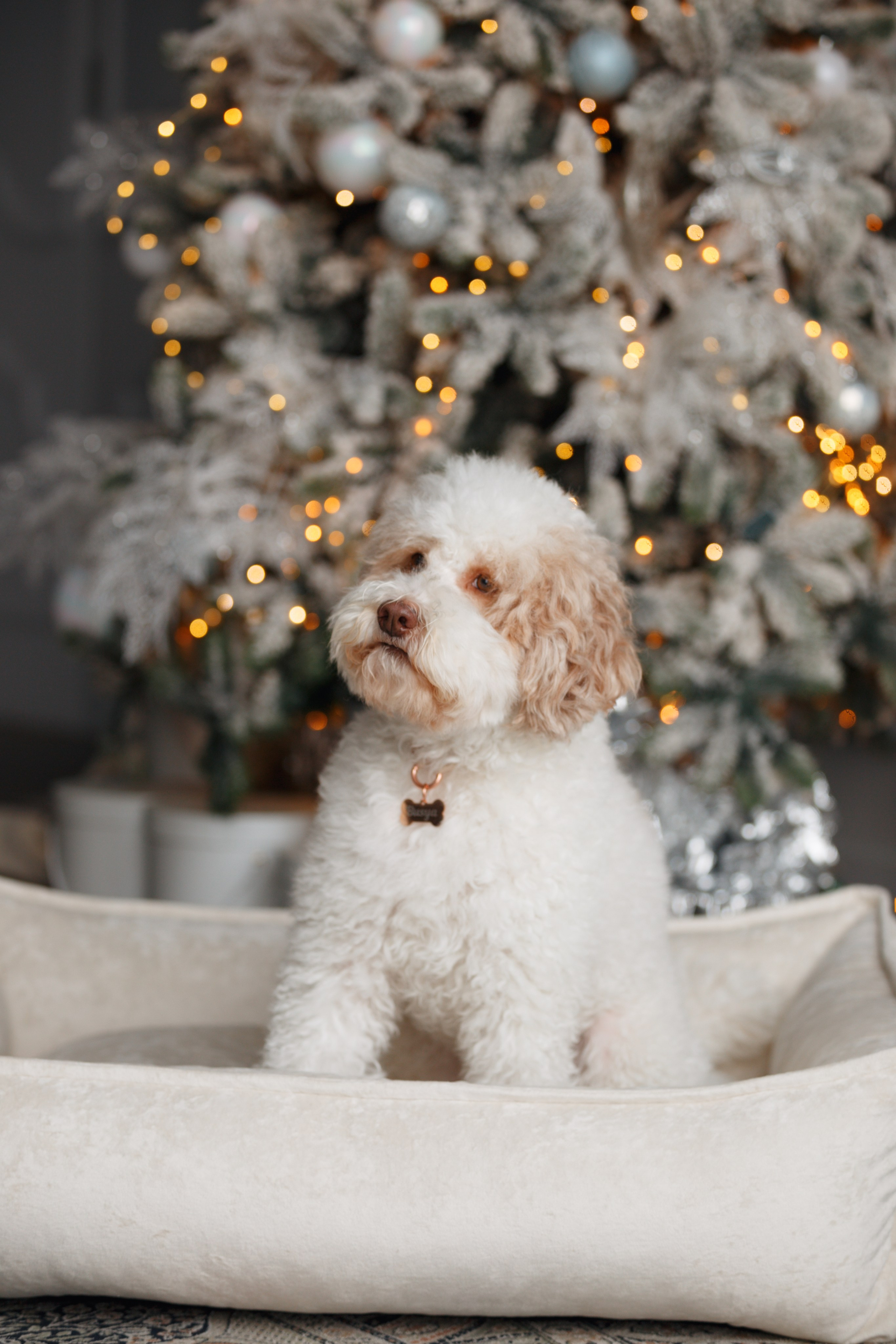 Bmbh лежанки и адресники. Фотограф анималист Кристина Карпова, Москва