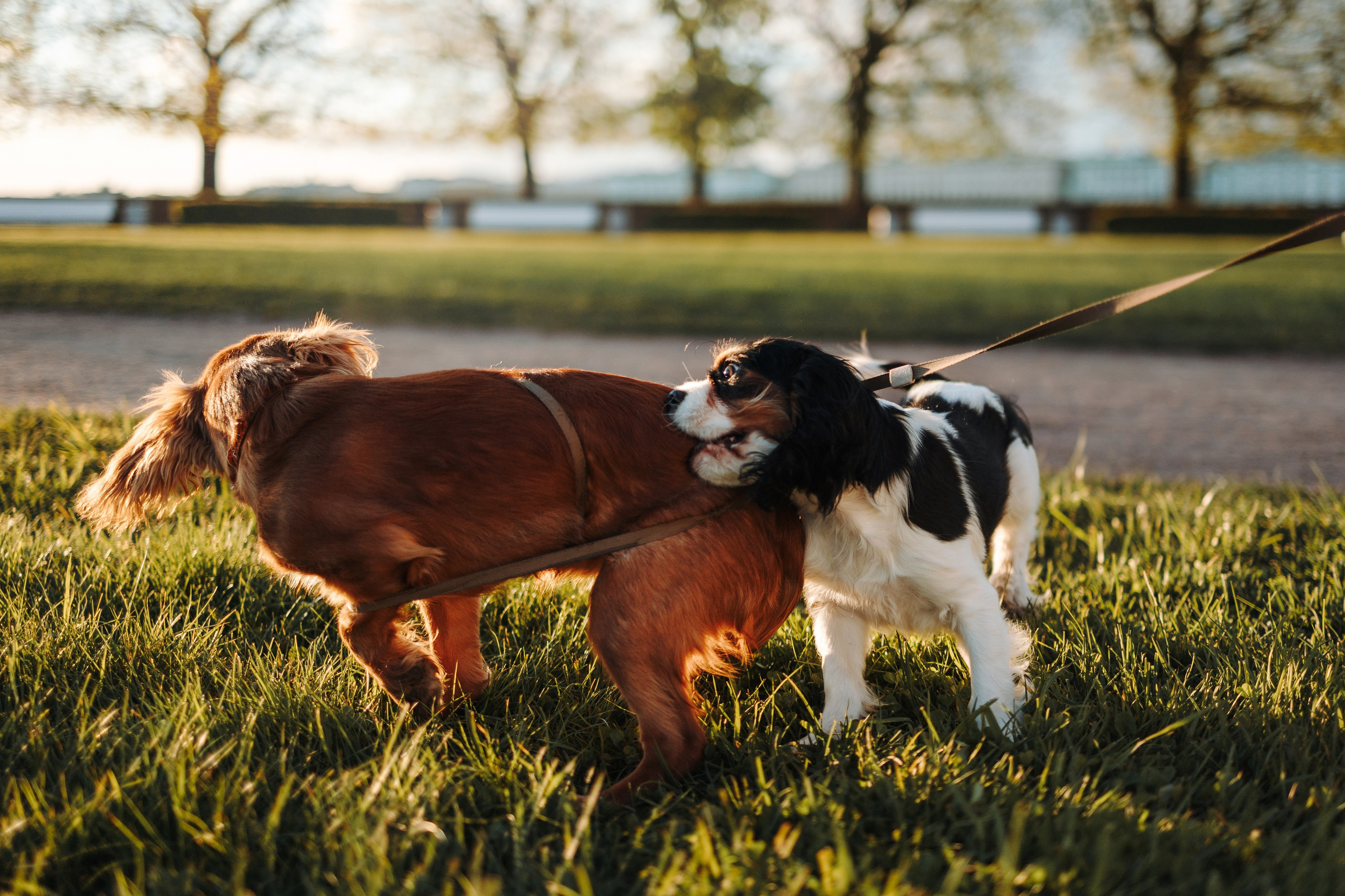Аня, Стеша и Степан. Фотограф — Анималист | Санкт-Петербург