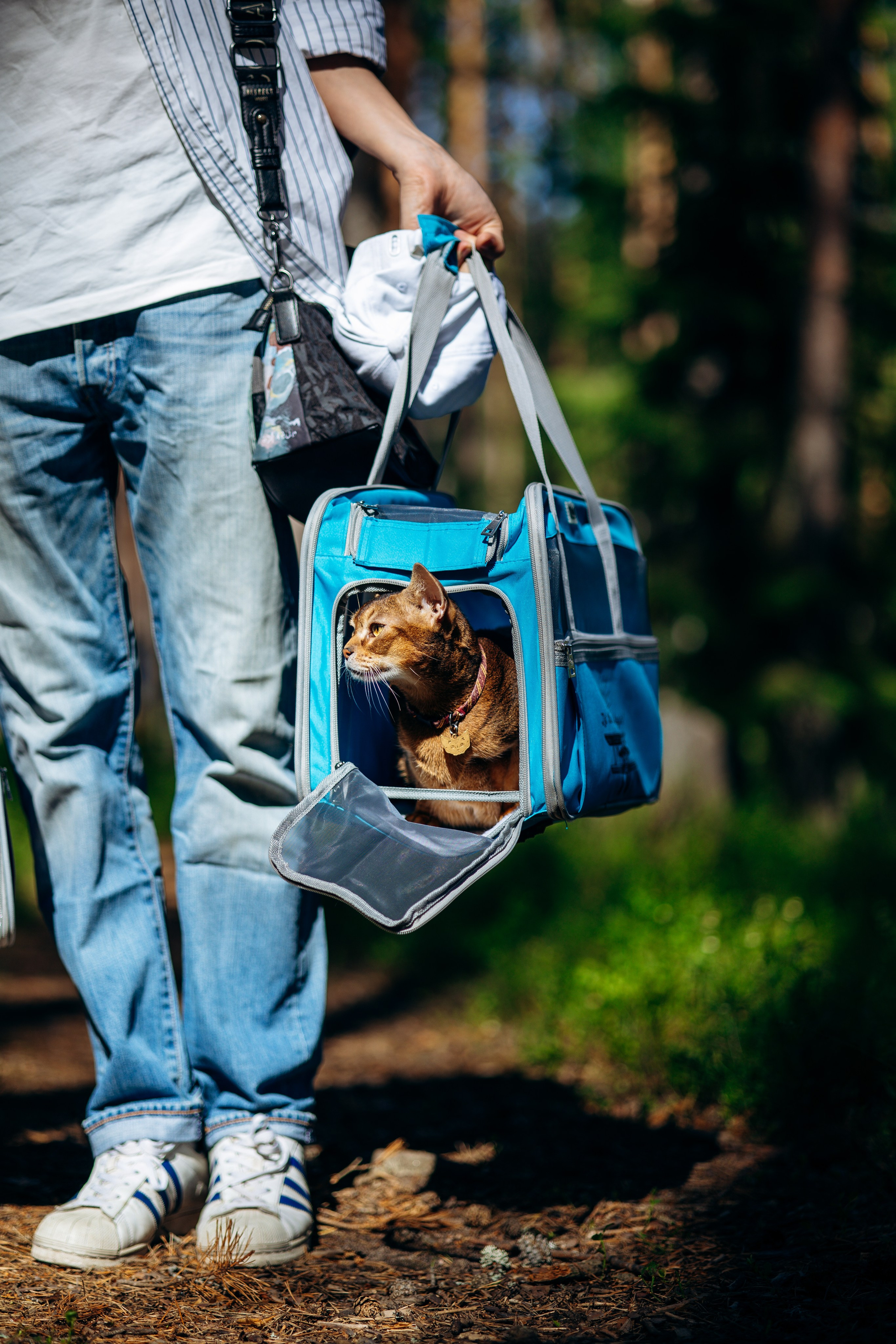 Котофеи и их семья. Фотограф — Анималист | Санкт-Петербург