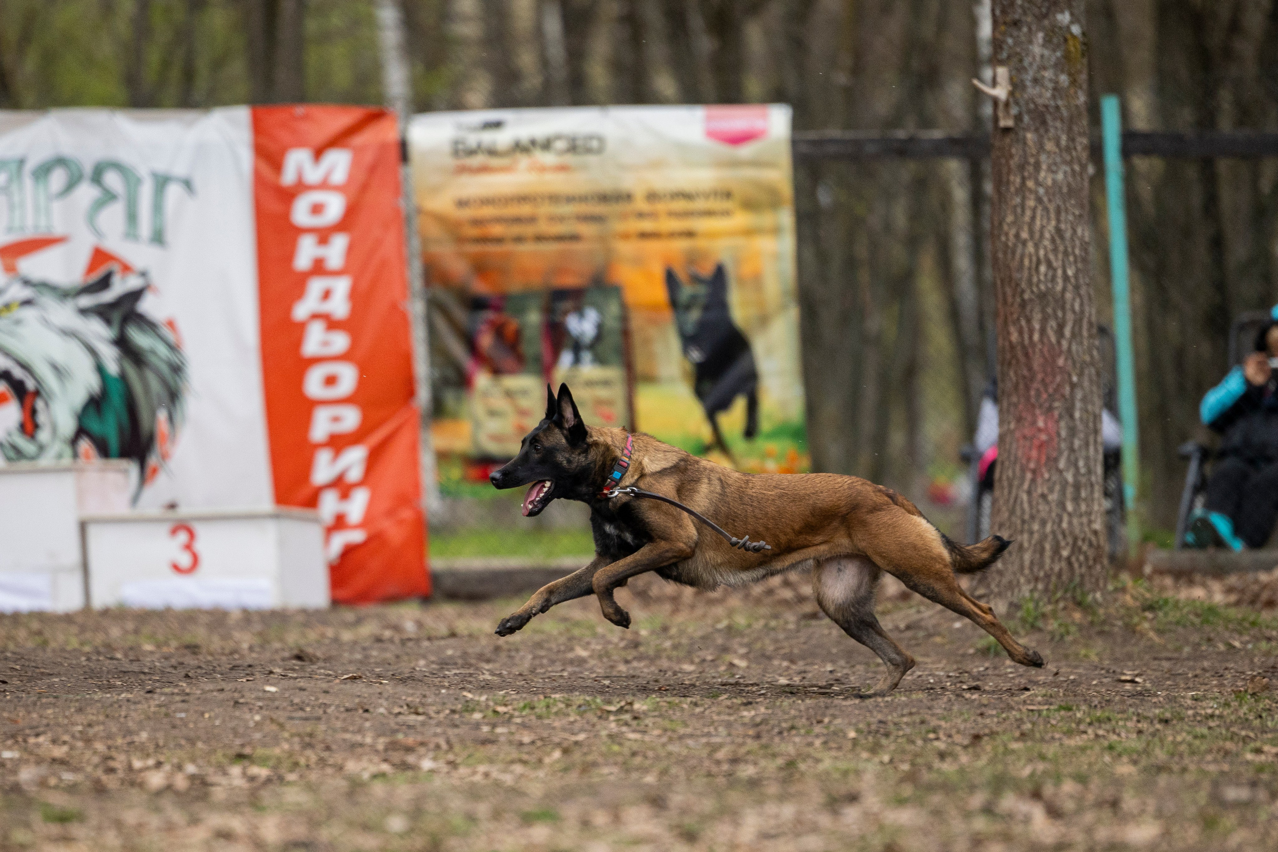 Квалификационные состязания по мондьорингу г. Вологда 11.05.24. Фотограф-анималист Анна Маринич