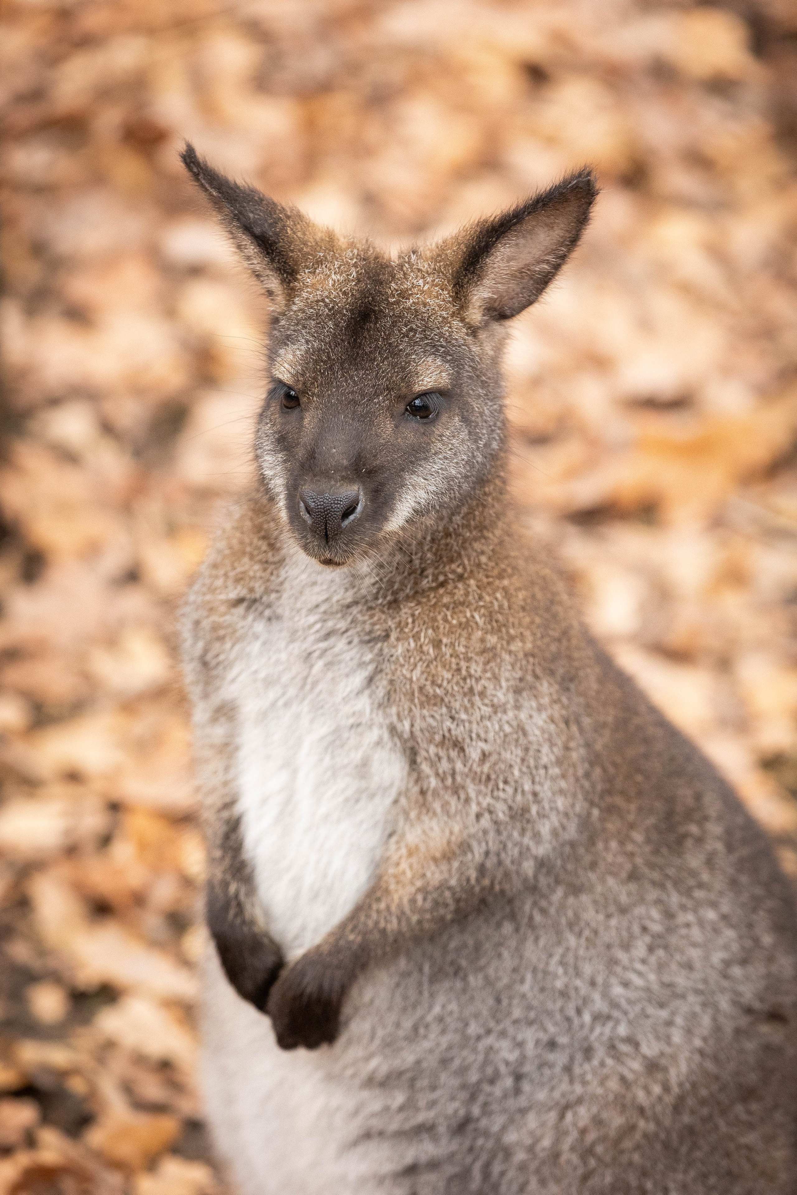 Зоопарк Малинки. Фотограф-АниМалист Анна Абрамова
