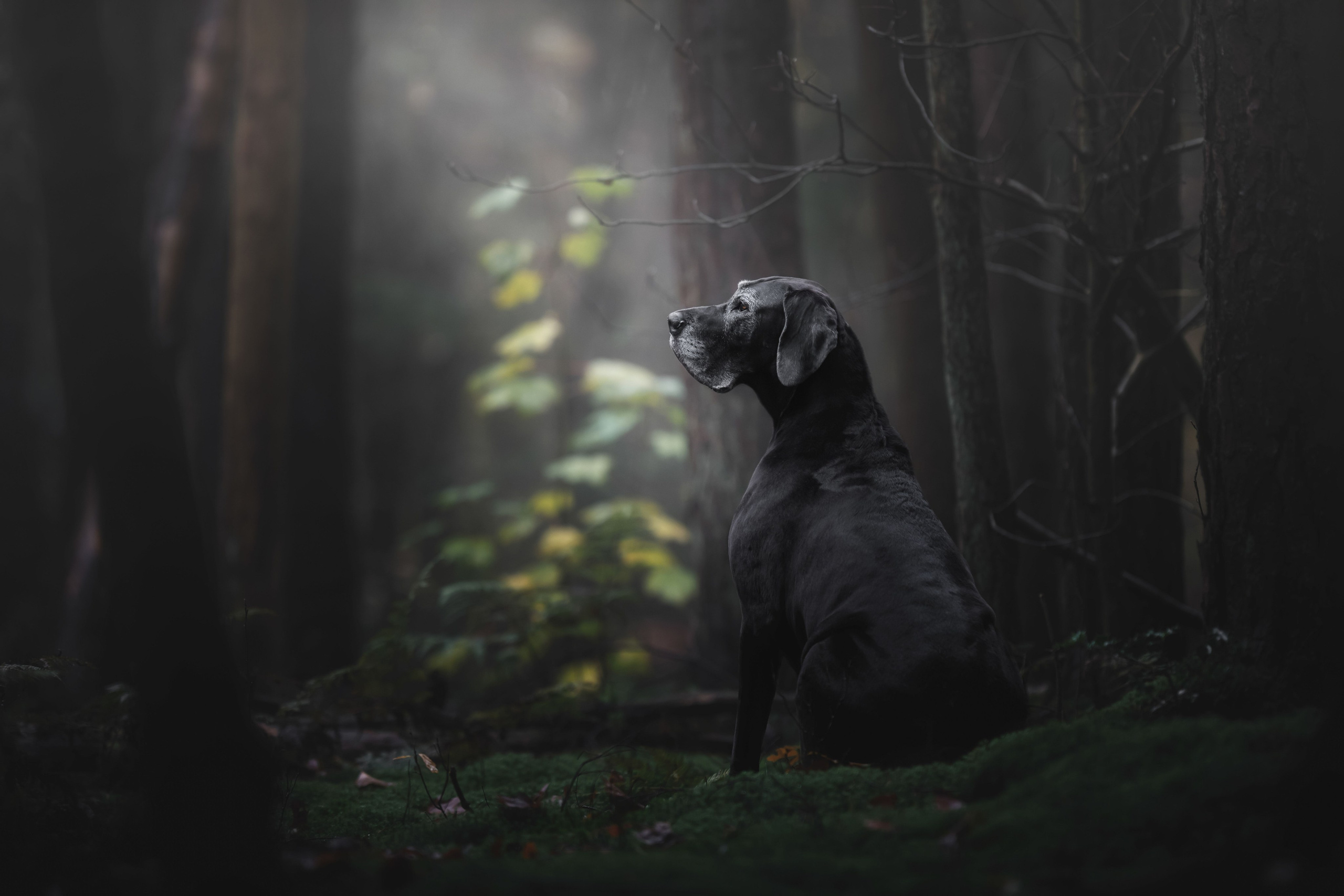 Monica van der Maden