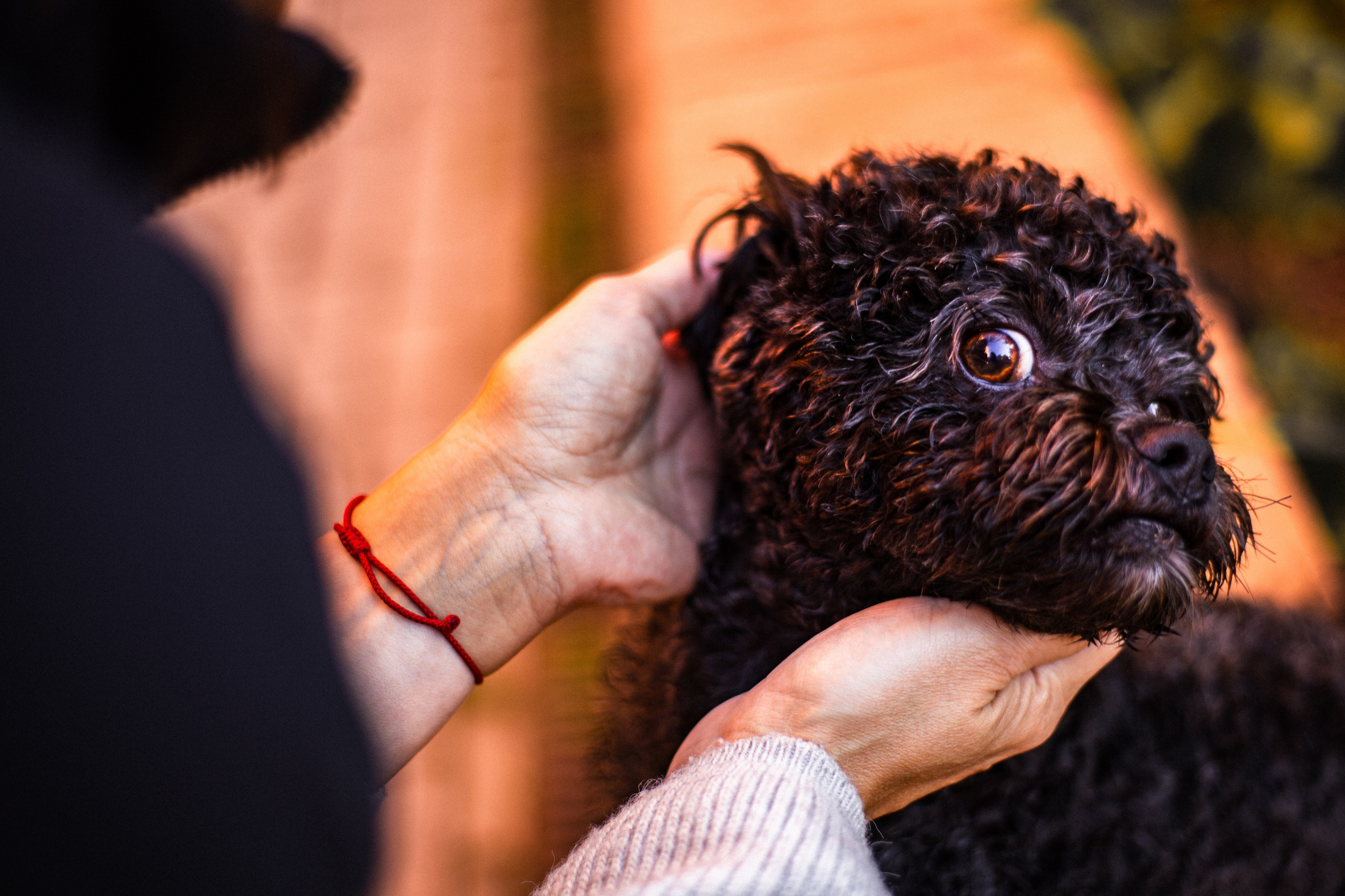Анна и Бруно. Фотограф-анималист Мария Баркевич | Москва