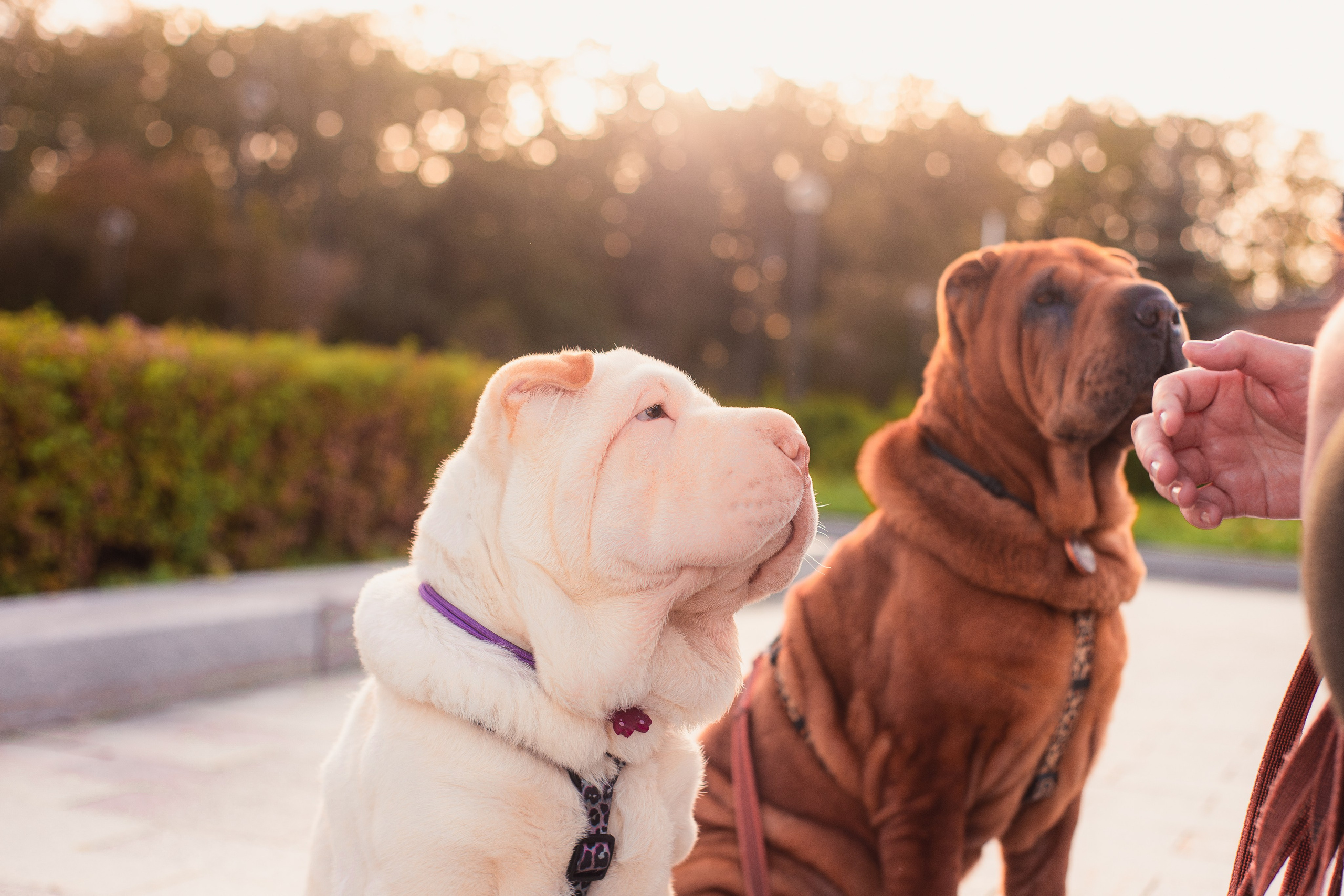 Алёна, Лагерта и Зефир. Фотограф-анималист Мария Баркевич | Москва