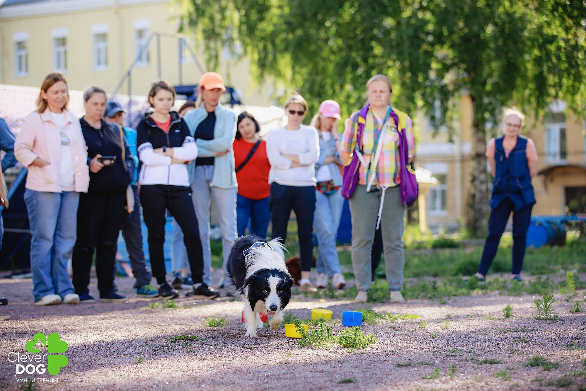 Семинар по поиску запаха с Иваном Ломовым, организатор CleverDog, СПб. Фотограф-анималист Mary Mart — Москва, Питер