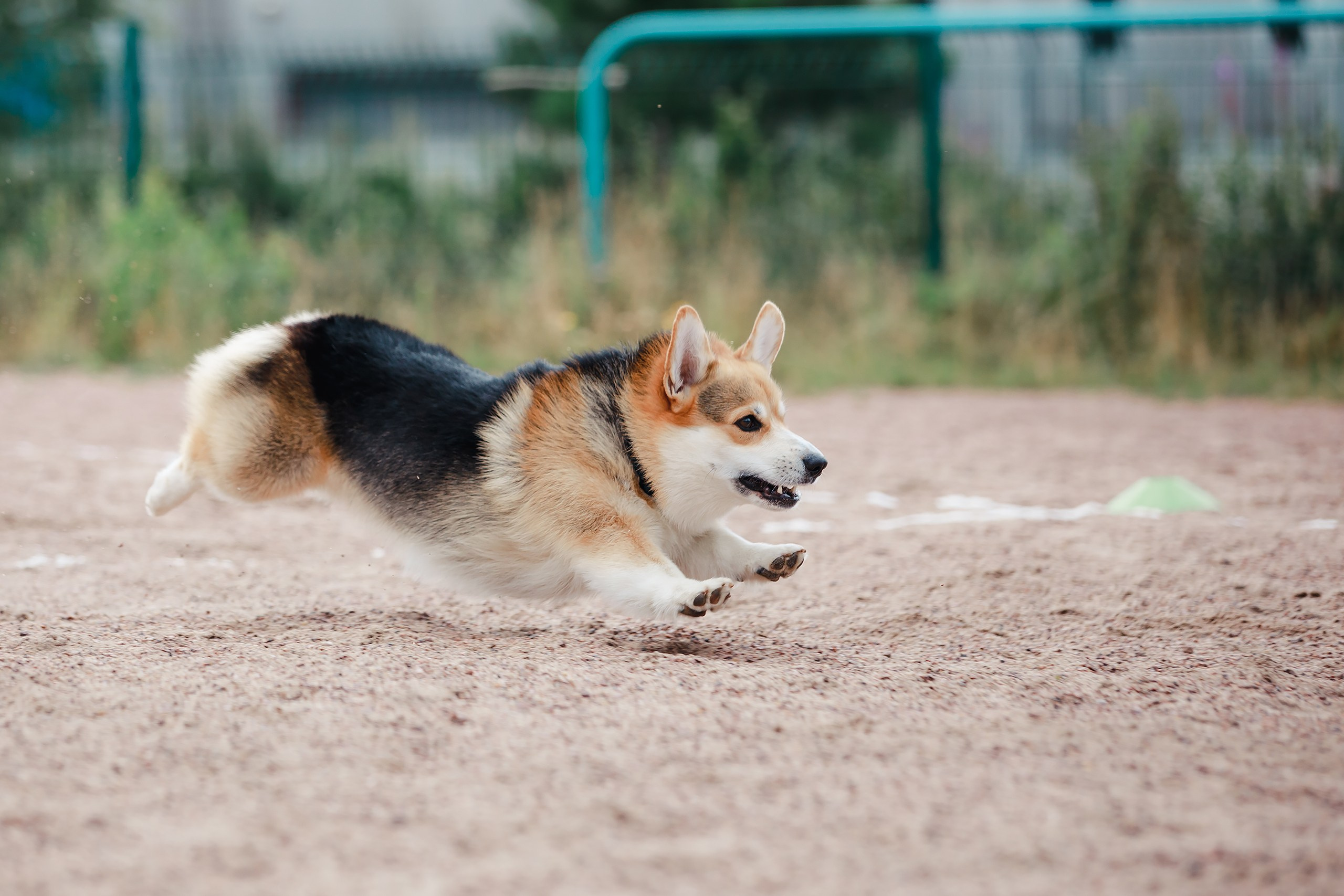 Питч&Гоу + веселые старты. Фотограф-анималист Mary Mart — Москва, Питер