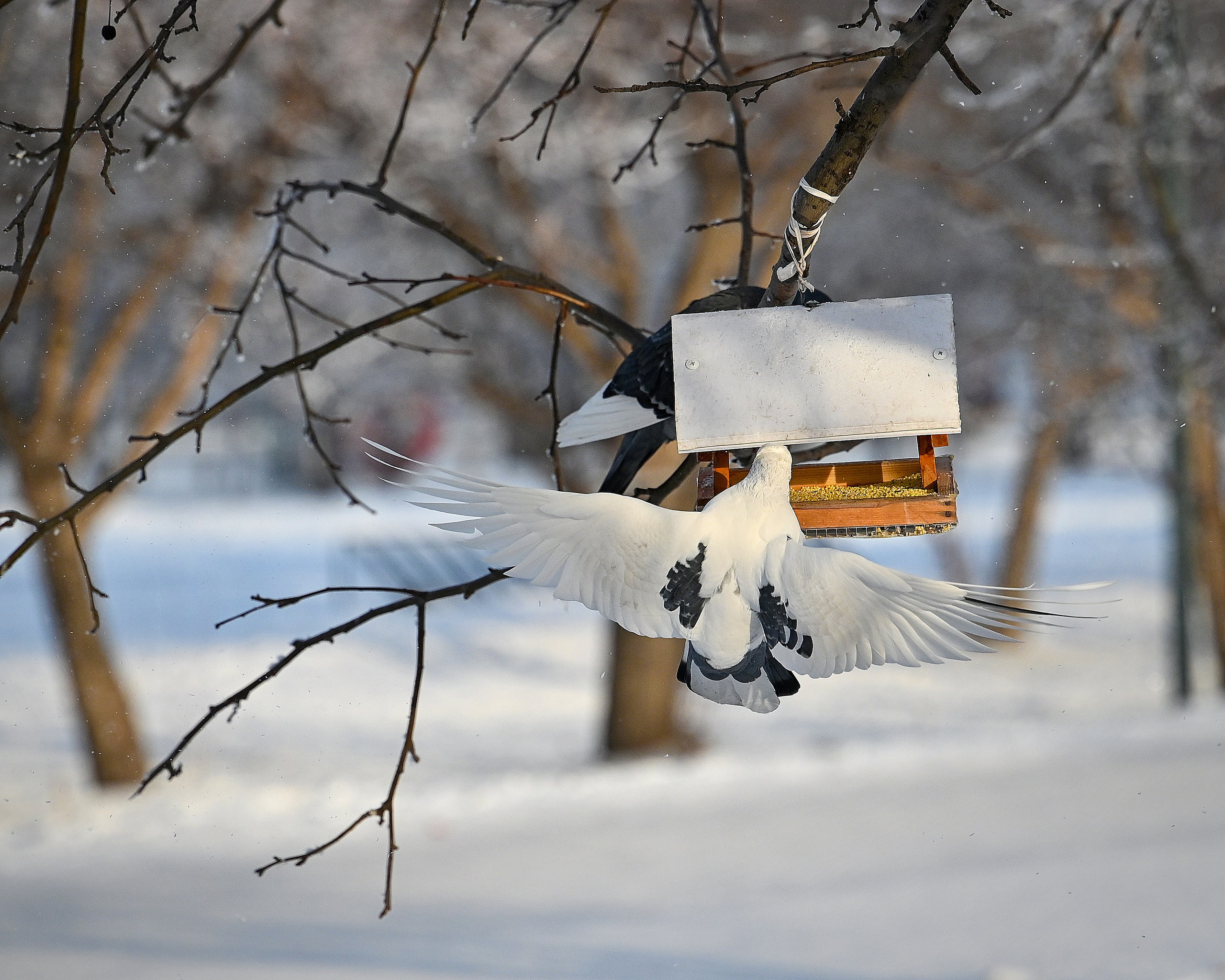 Сибирская зима прекрасна!. FotoGraf
