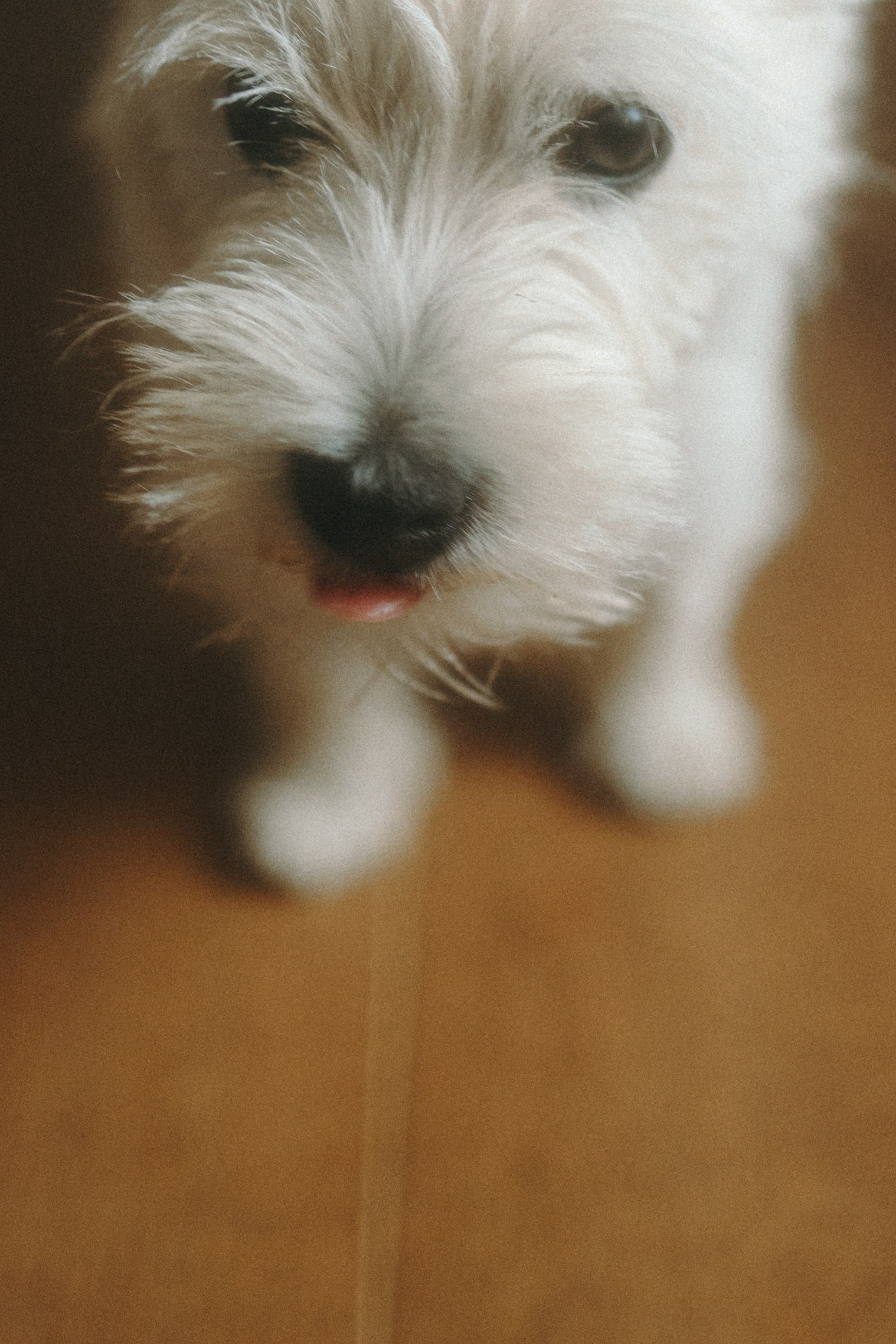 Снежуля, Мари и Саша. Фотограф анималист Анастасия Пикей