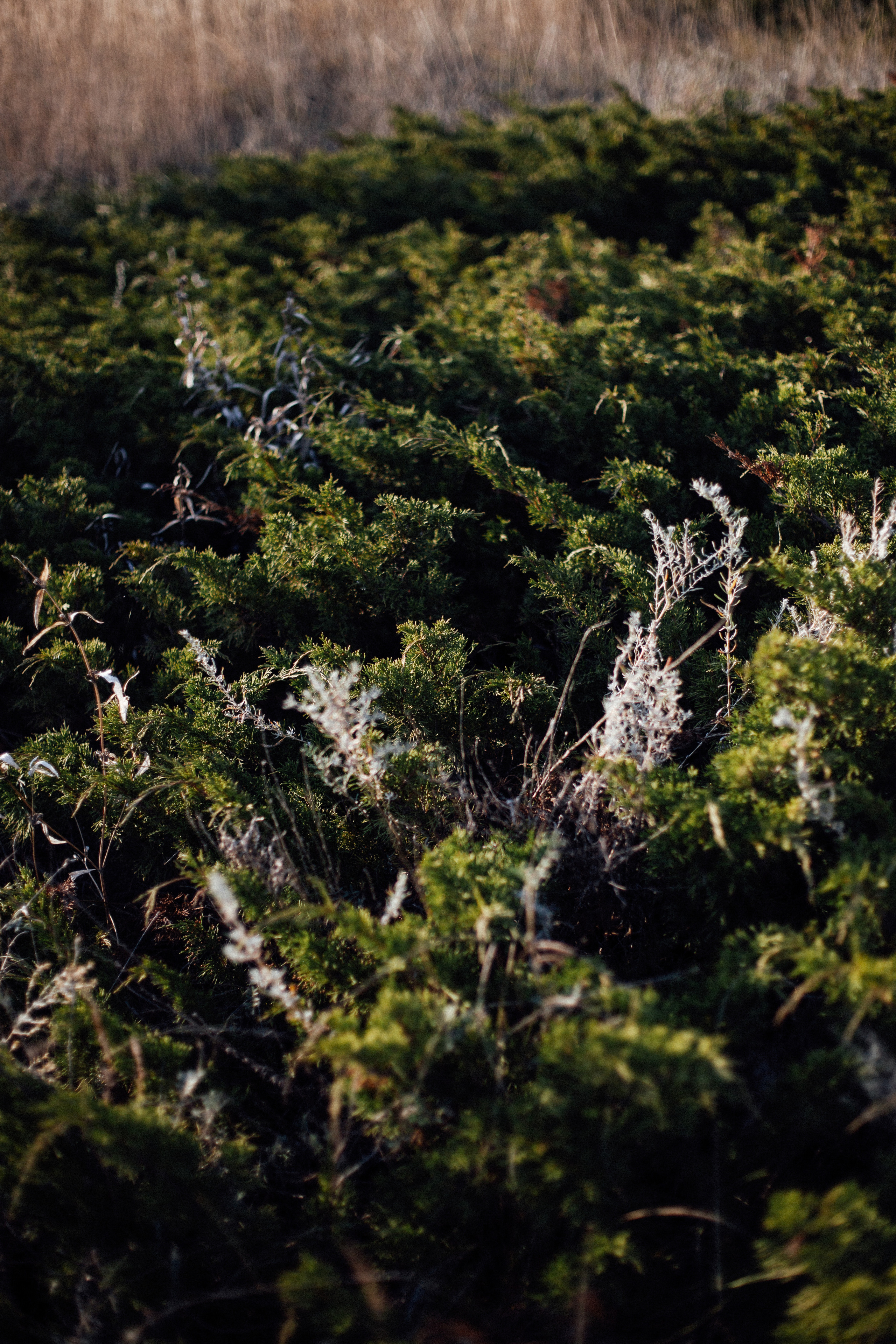 Света + Егор. Андрющенко Мария фотограф Волгоград
