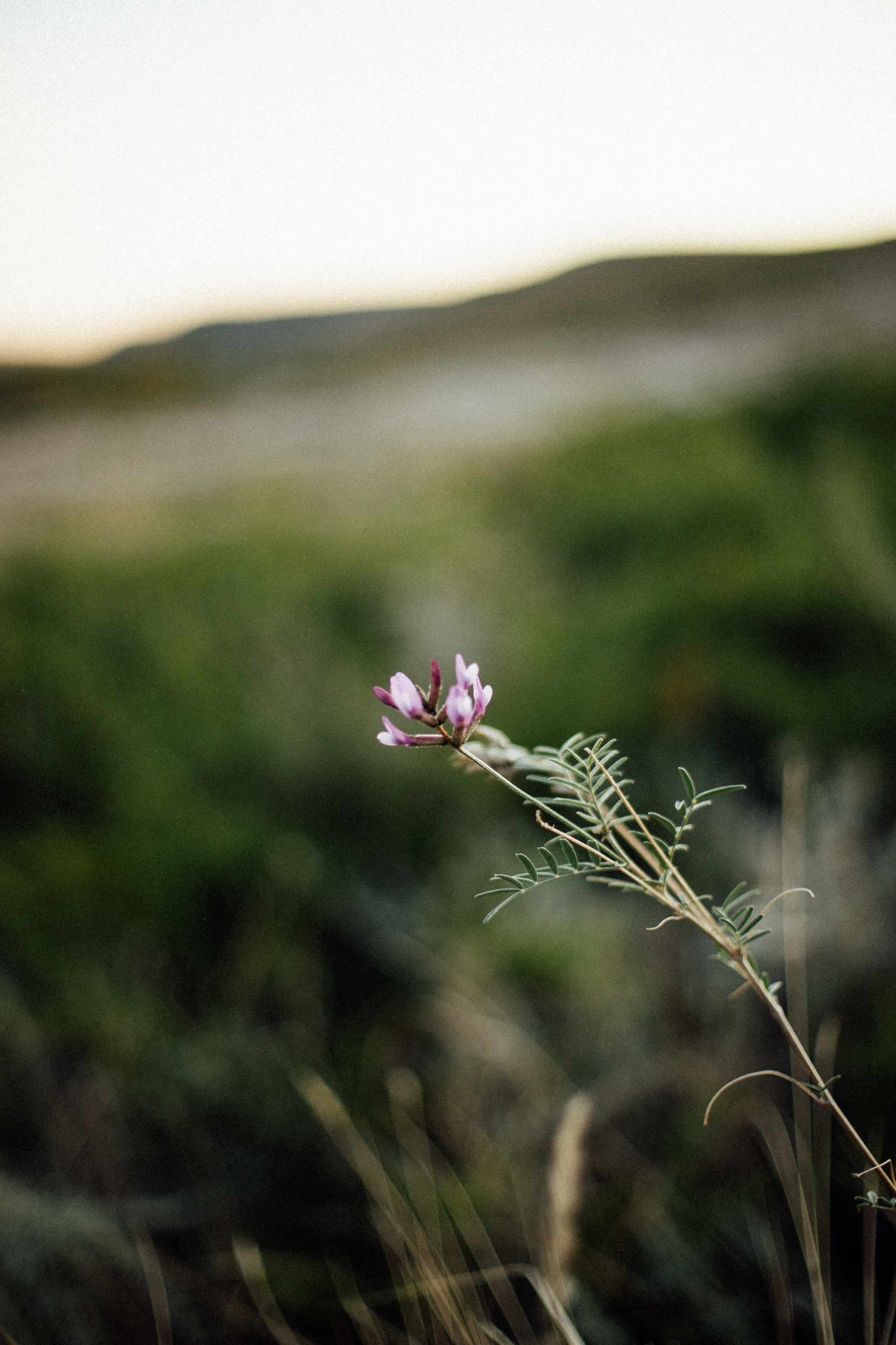 Света + Егор. Андрющенко Мария фотограф Волгоград