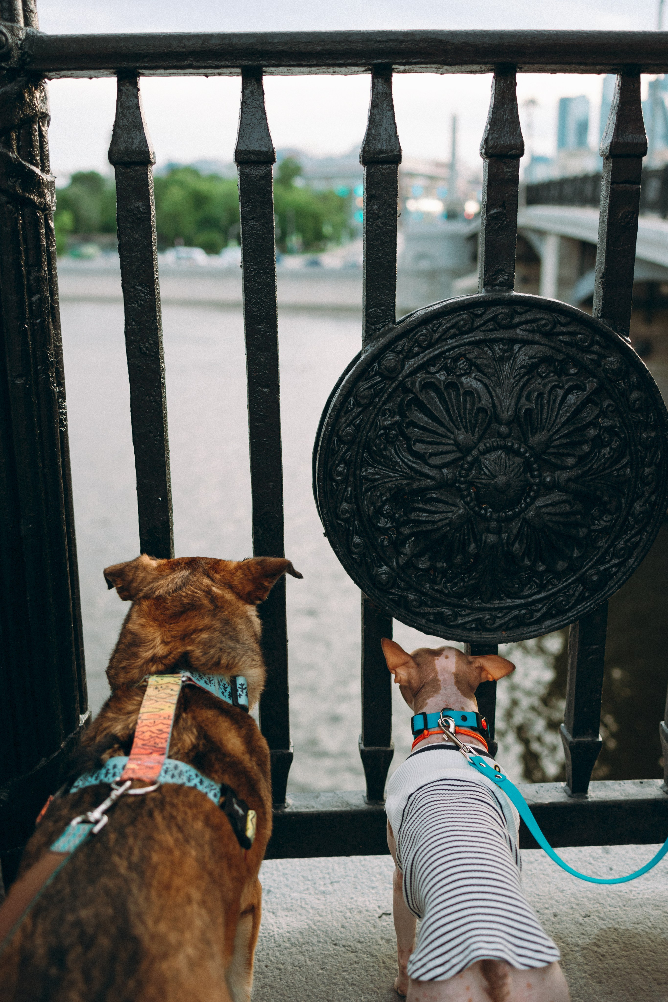 Глаша, Айрон, Ксюша и Оля. Фотограф анималист Анастасия Пикей