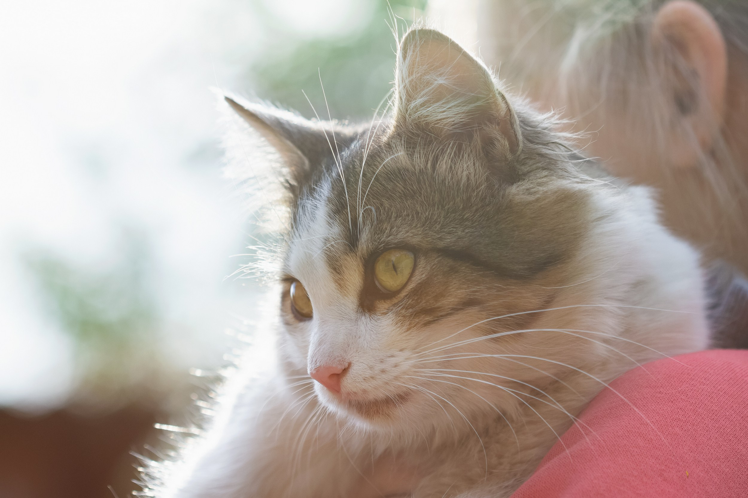 Профессиональная фотосъёмка домашних животных в Донецке, Макеевке. Фотограф Татаринов Андрей (Донецк / Макеевка)