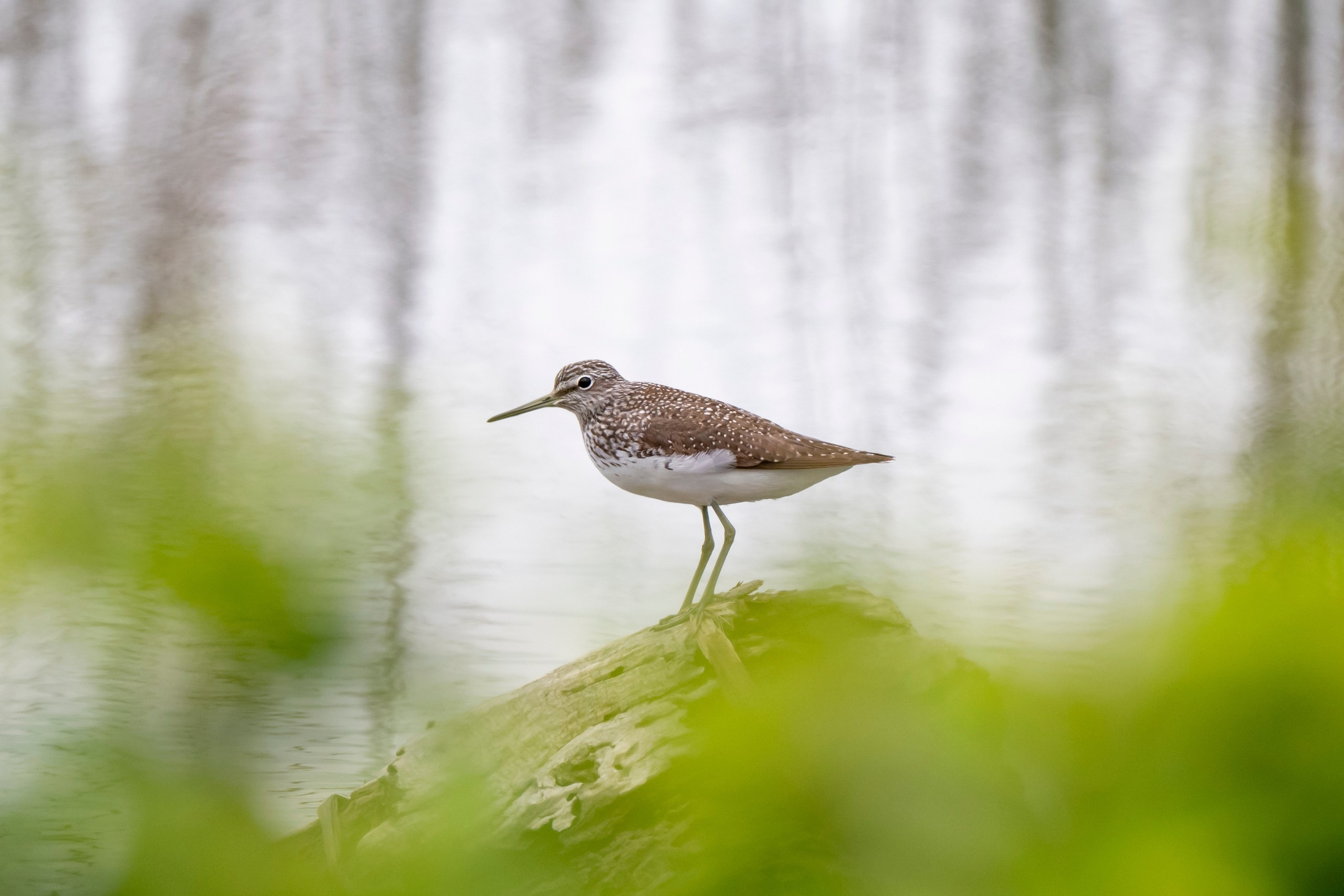 Дикая природа Дагестана. Май 2025 г. Foto-Zuev фотография как искусство