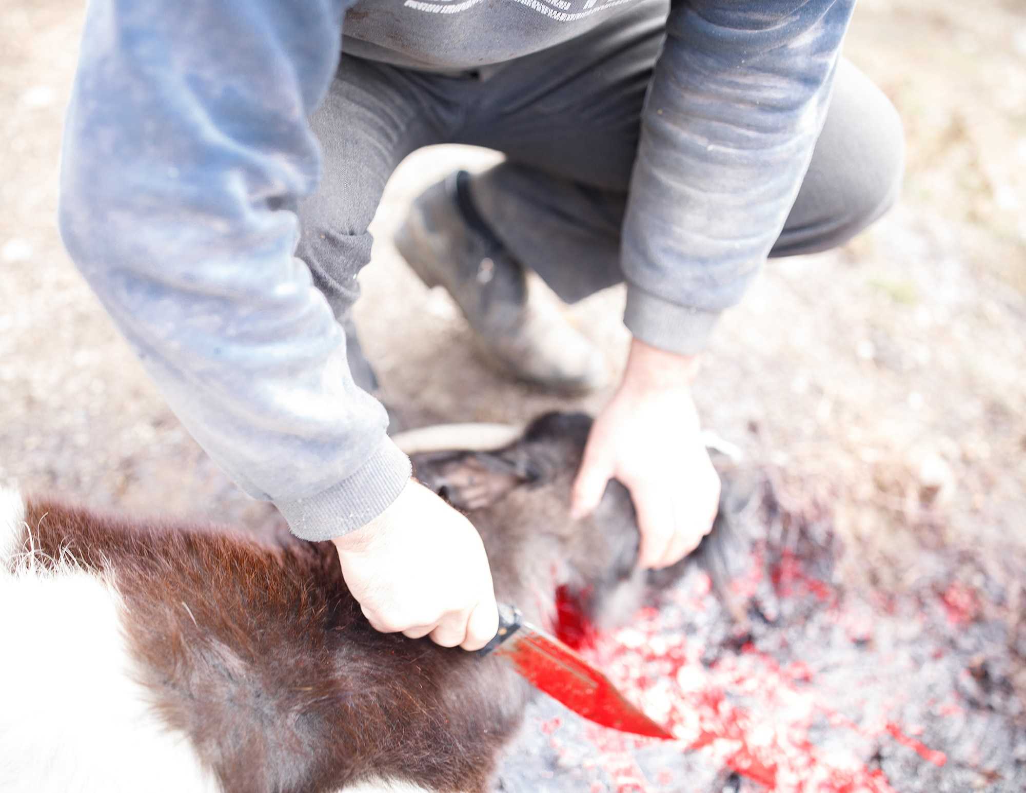 Dagestan. Seasons. Autumn. Documentary and art photographer Alexey Terentyev