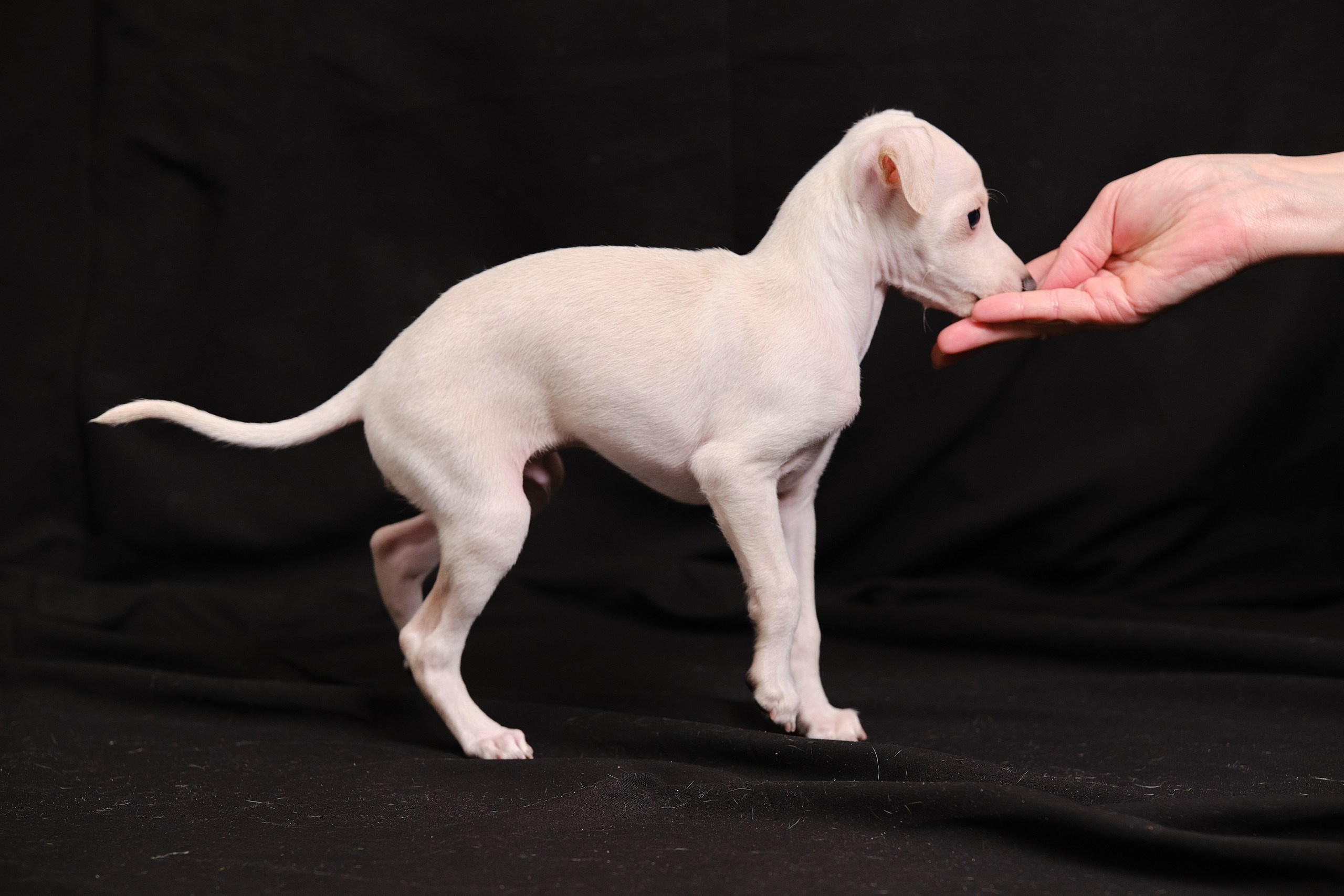 Кремовые детки. Профессиональный питомник левреток РКФ/FCI ASTI SAPPHIRE 💎 Сочи|Санкт-Петербург