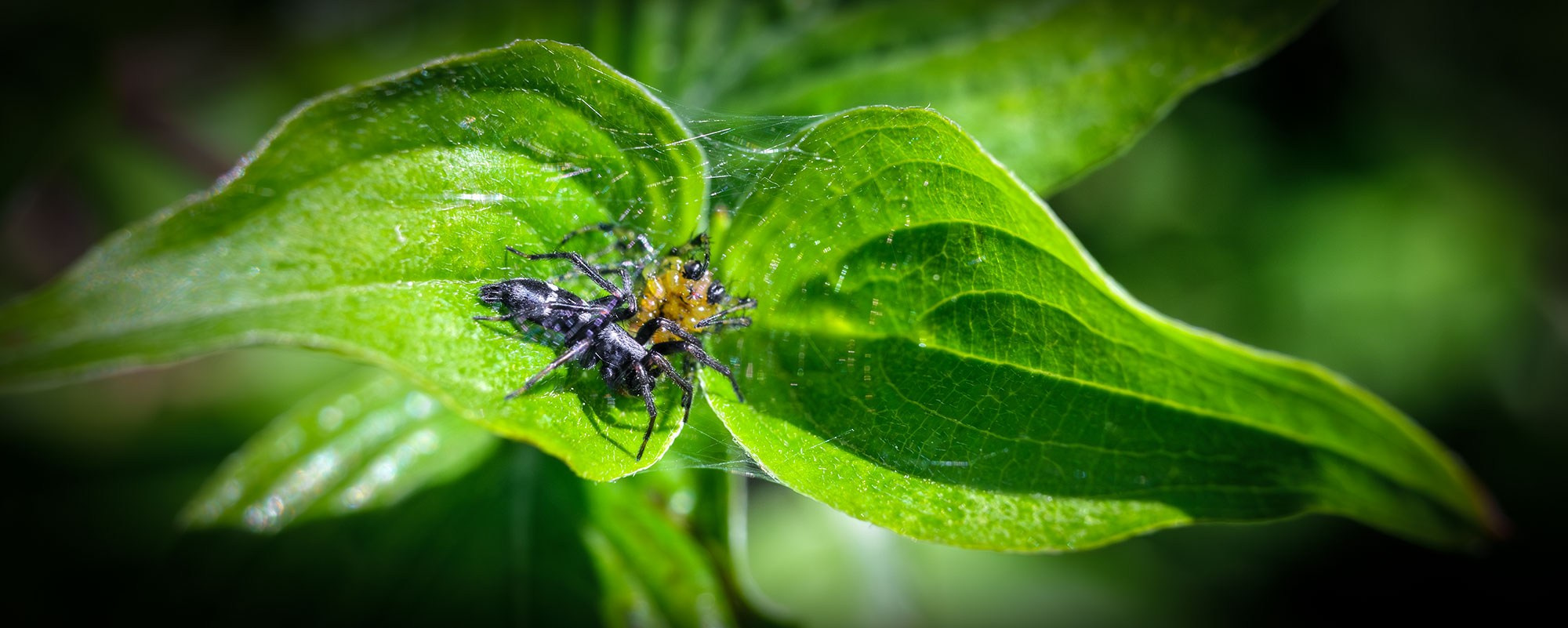 Свадебный фотограф в Геленджике