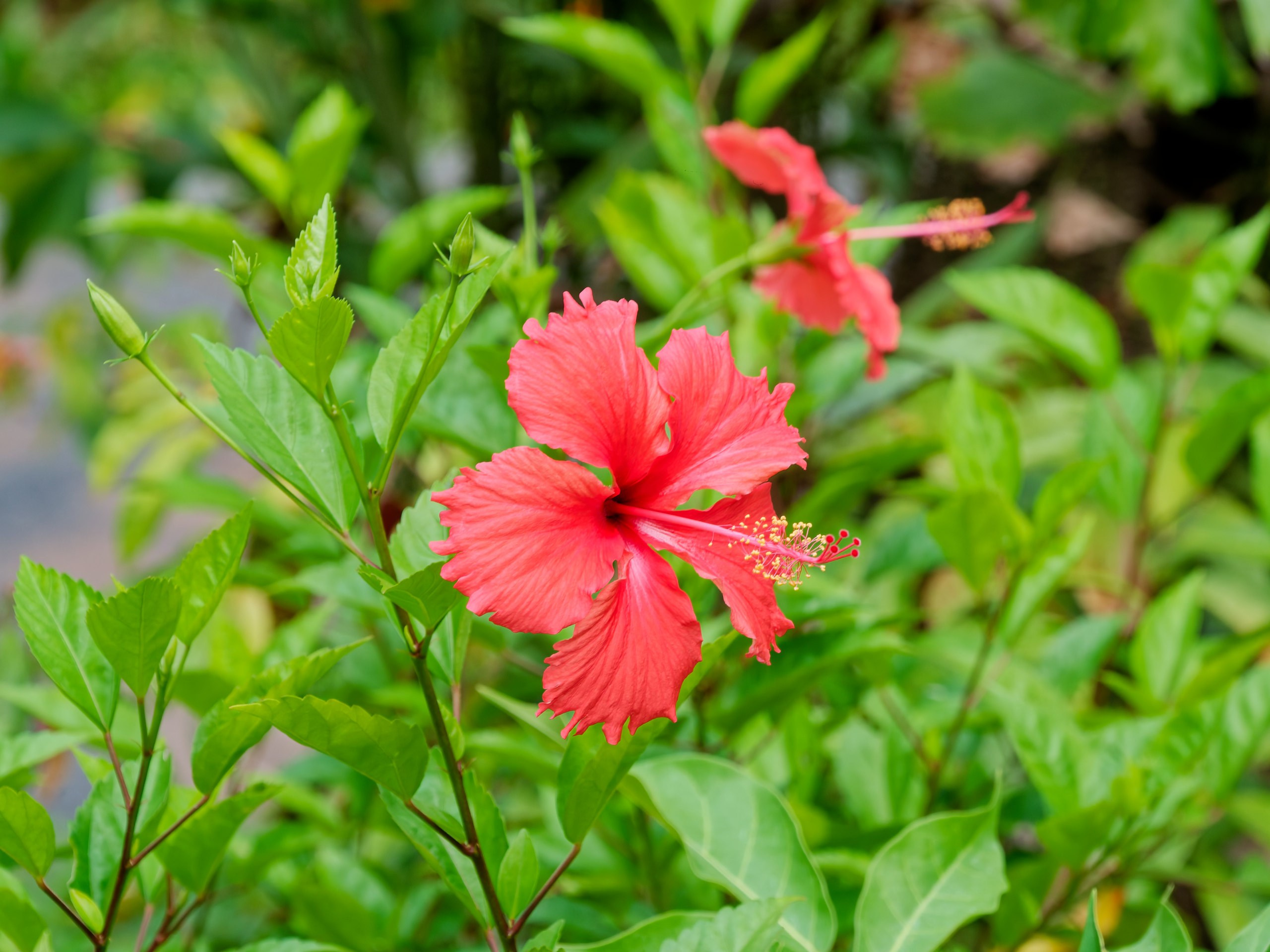 Хайнань 2026, флора, цветы и деревья. Фотопрогулки по Миру