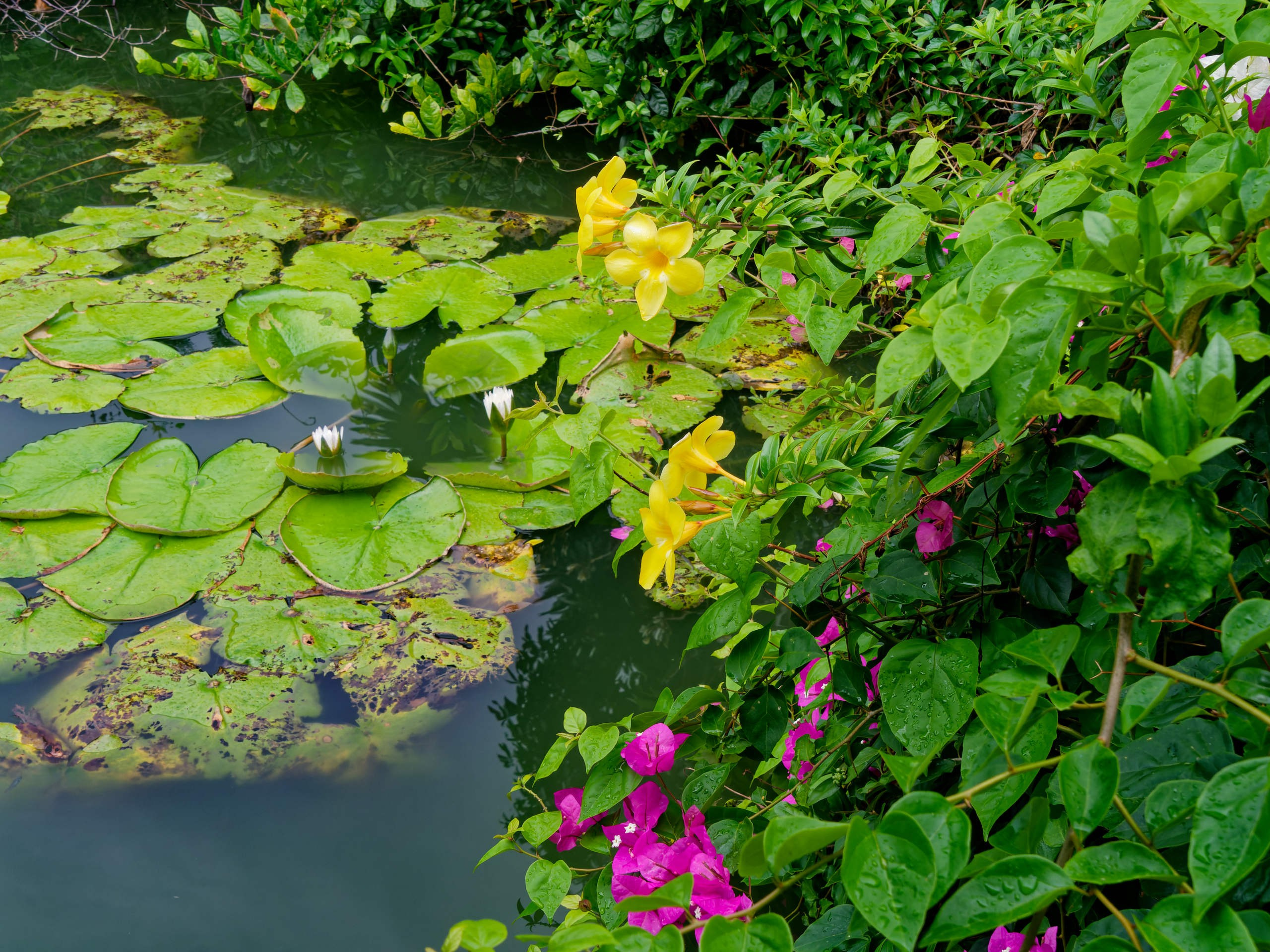 Нячанг 2025 (4). Избранные фотографии