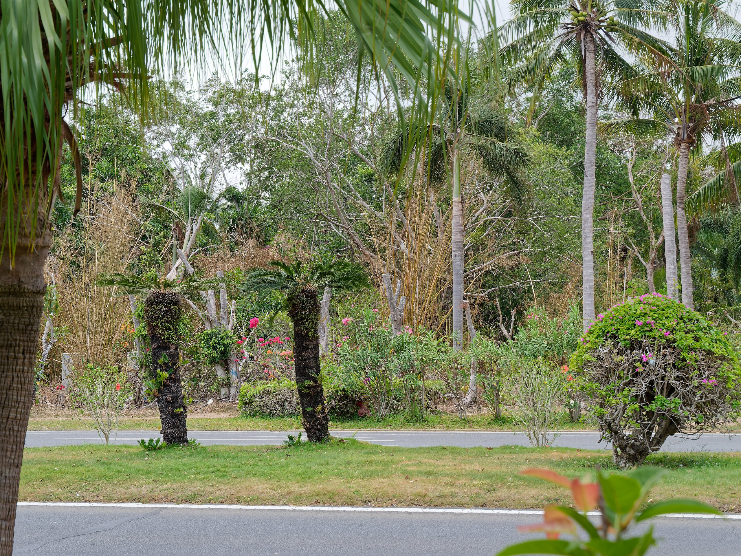 Хайнань 2026, флора, цветы и деревья. Фотопрогулки по Миру