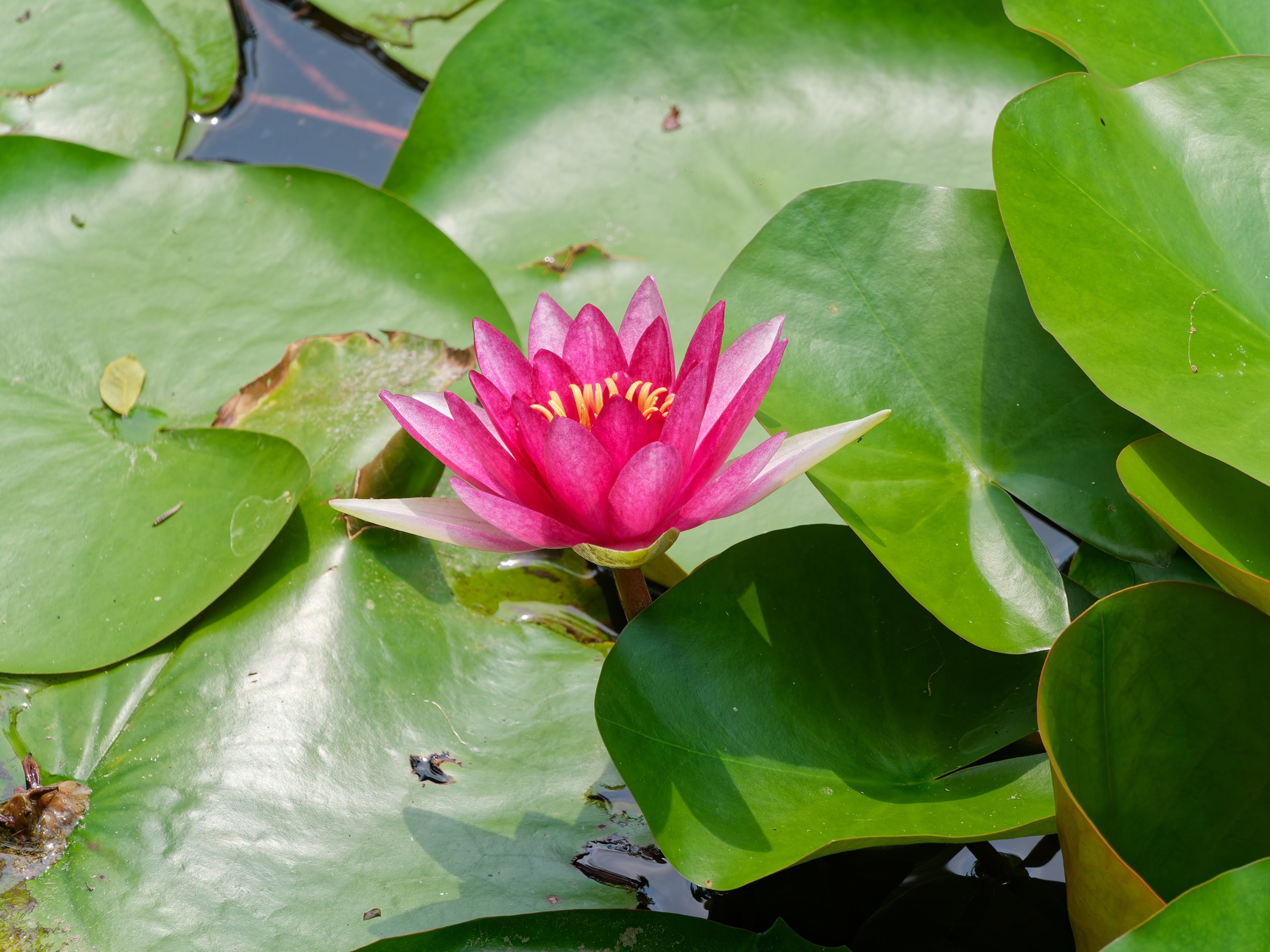 Хайнань 2026, флора, цветы и деревья. Фотопрогулки по Миру