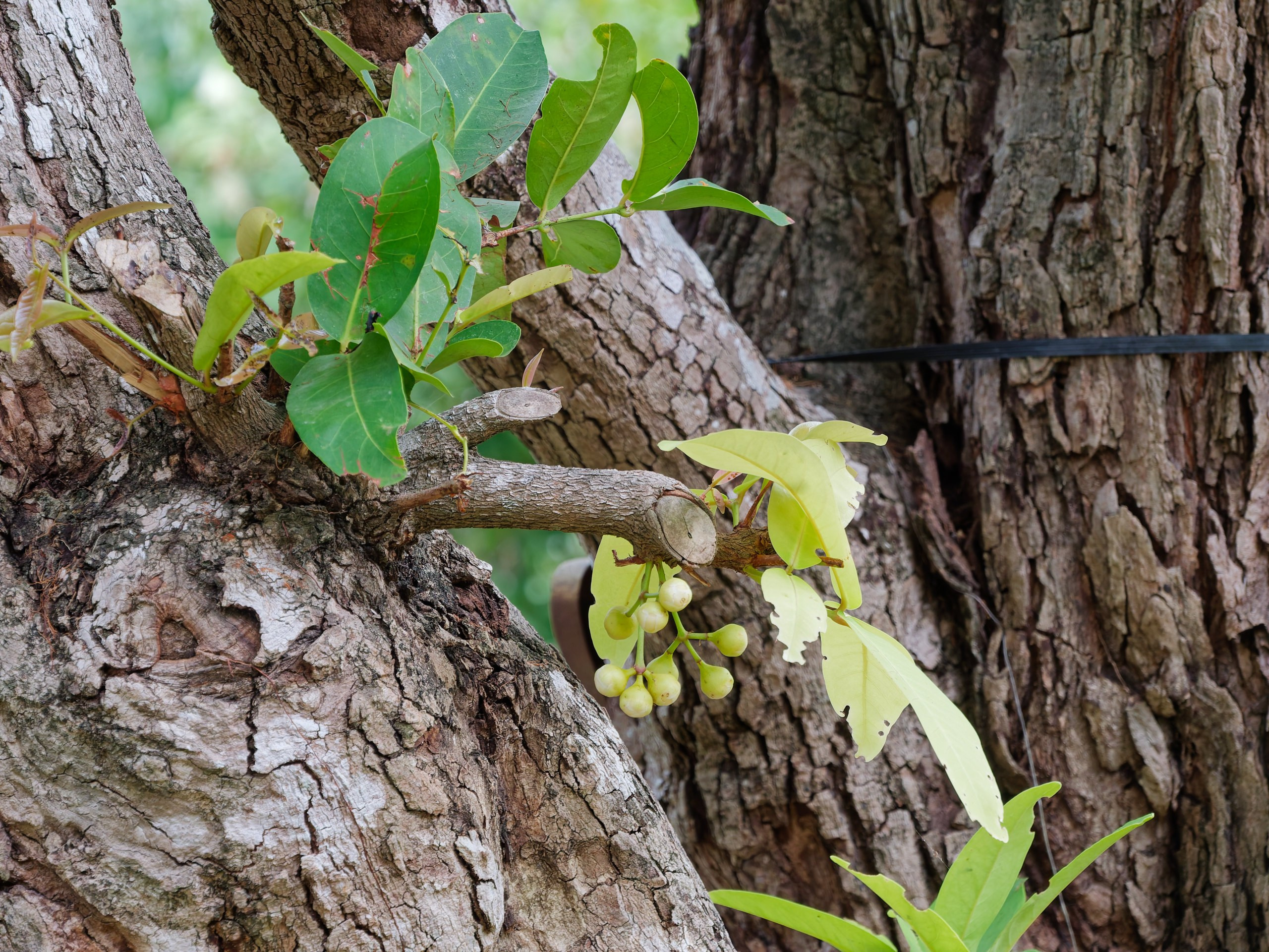 Хайнань 2026, флора, цветы и деревья. Фотопрогулки по Миру