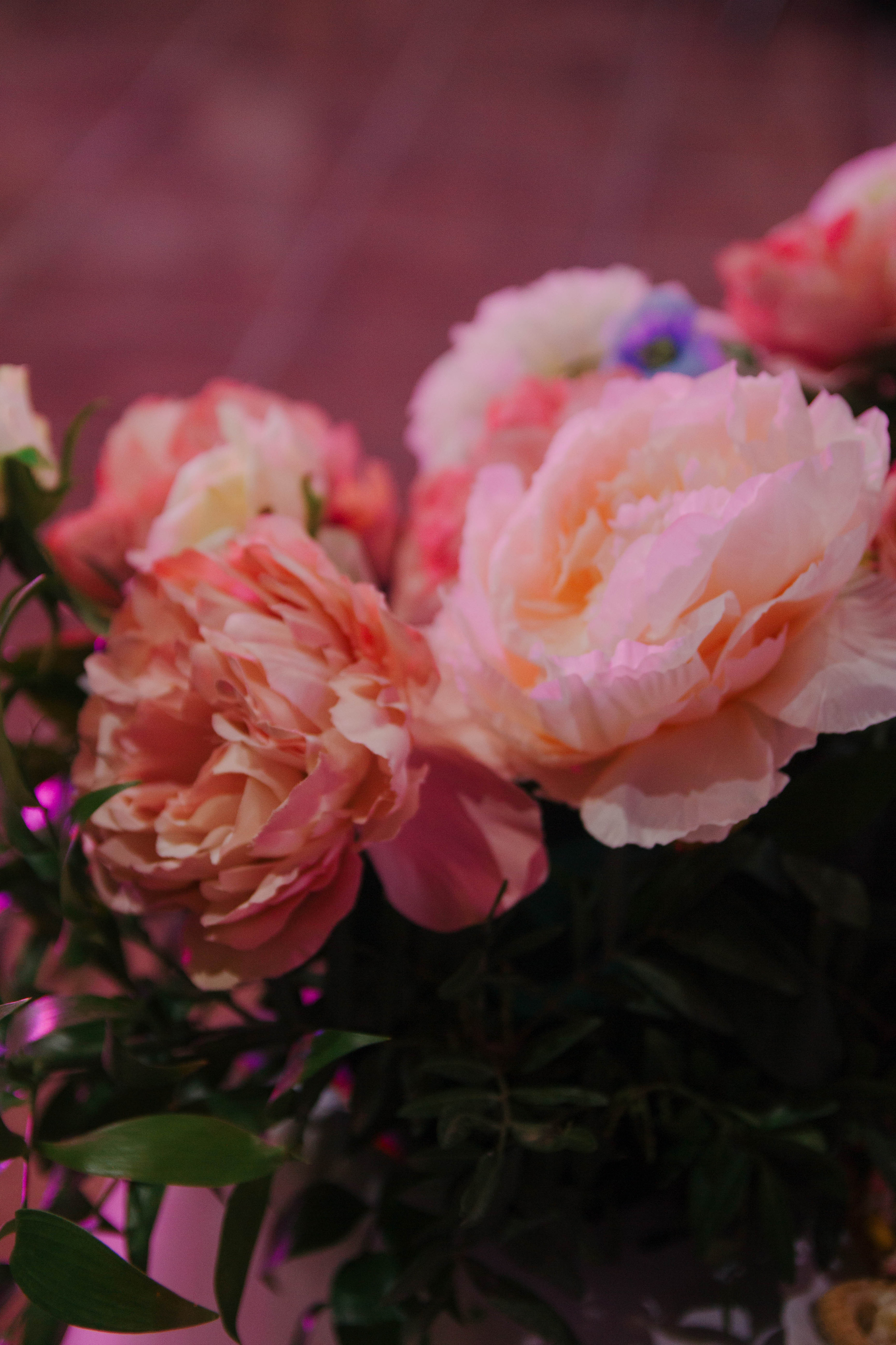 Илья+Анна. Свадебный фотограф Анастасия