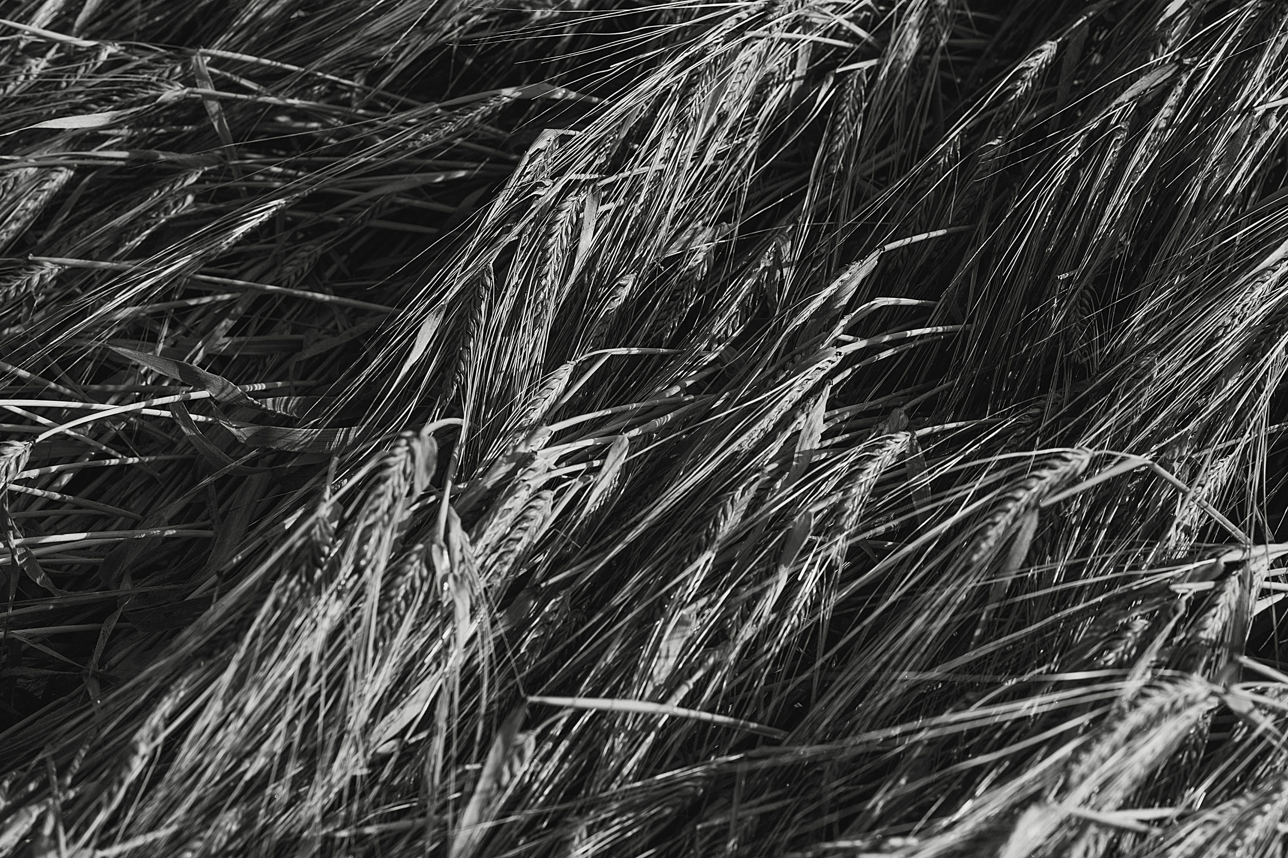 Предсвадебная love-story для Насти и Ильи. Семейный и свадебный фотограф в Туле Москве