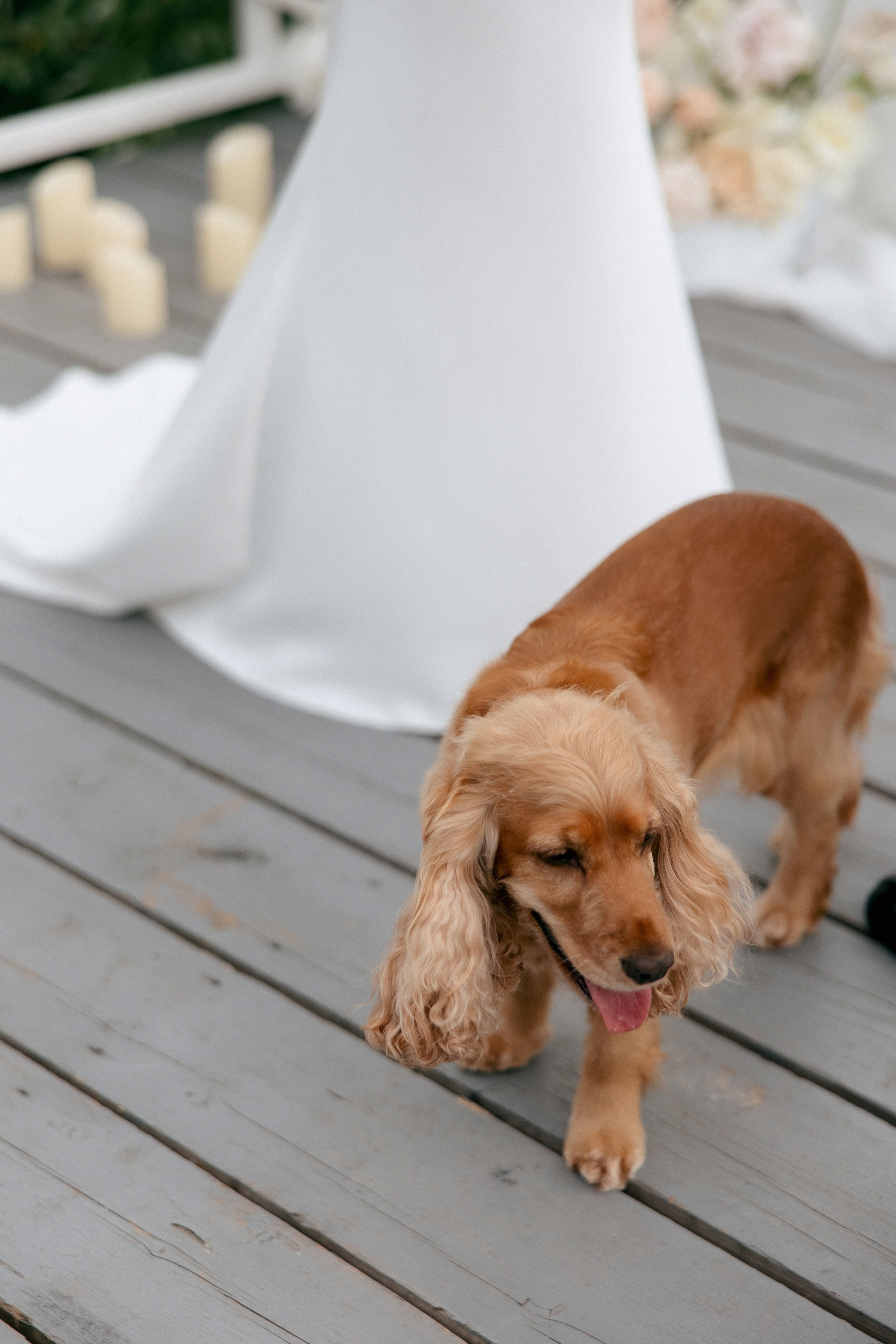 Свадебная фотосессия Настя, Макс и Карюша. Свадебный фотограф Москва