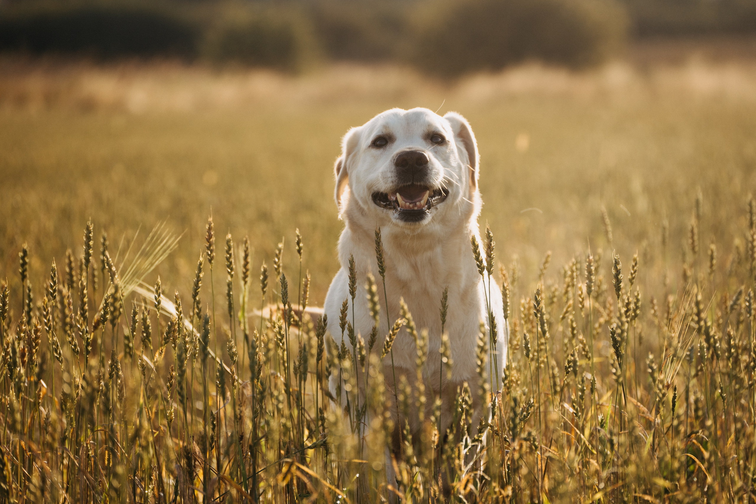 Дана и Арчи. Фотограф-анималист Анастасия Большакова