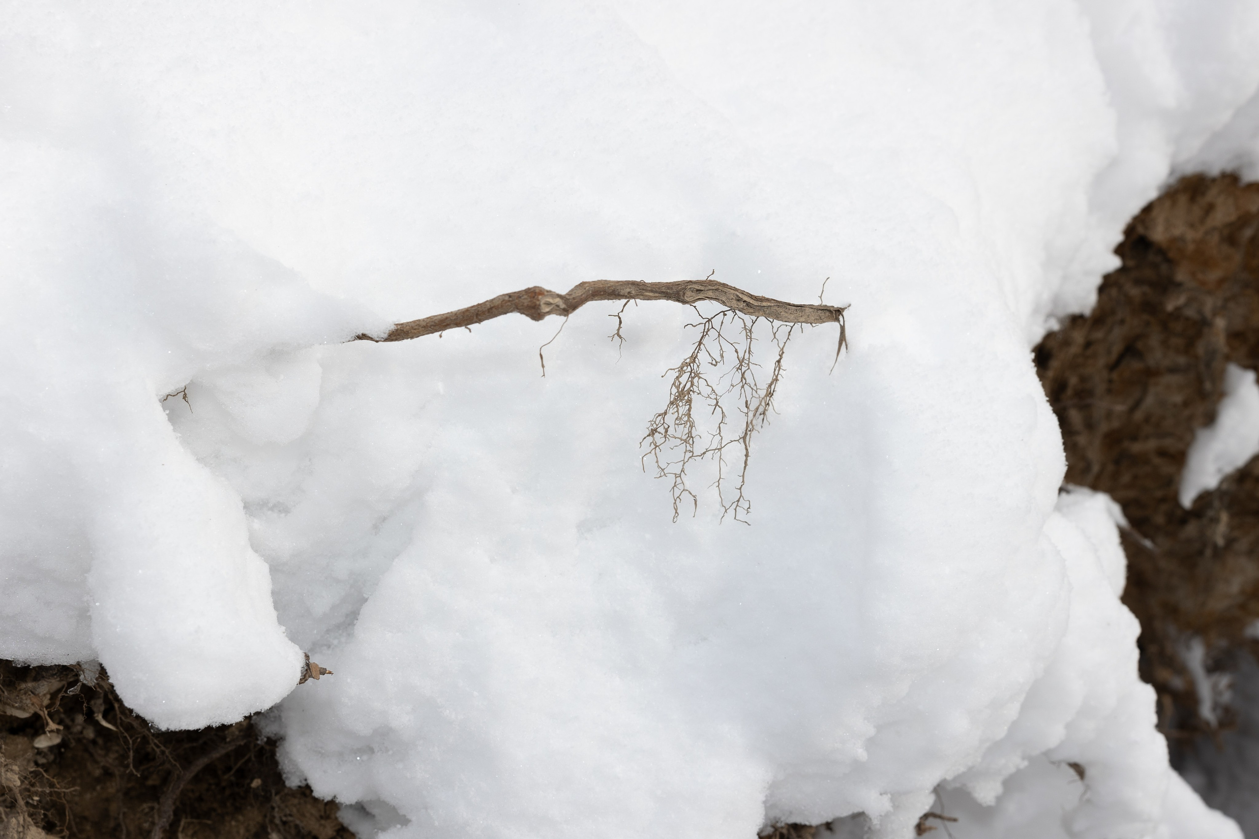 Art prints. Фотограф алина стерхова, алина стерхова фотограф, фотограф москва