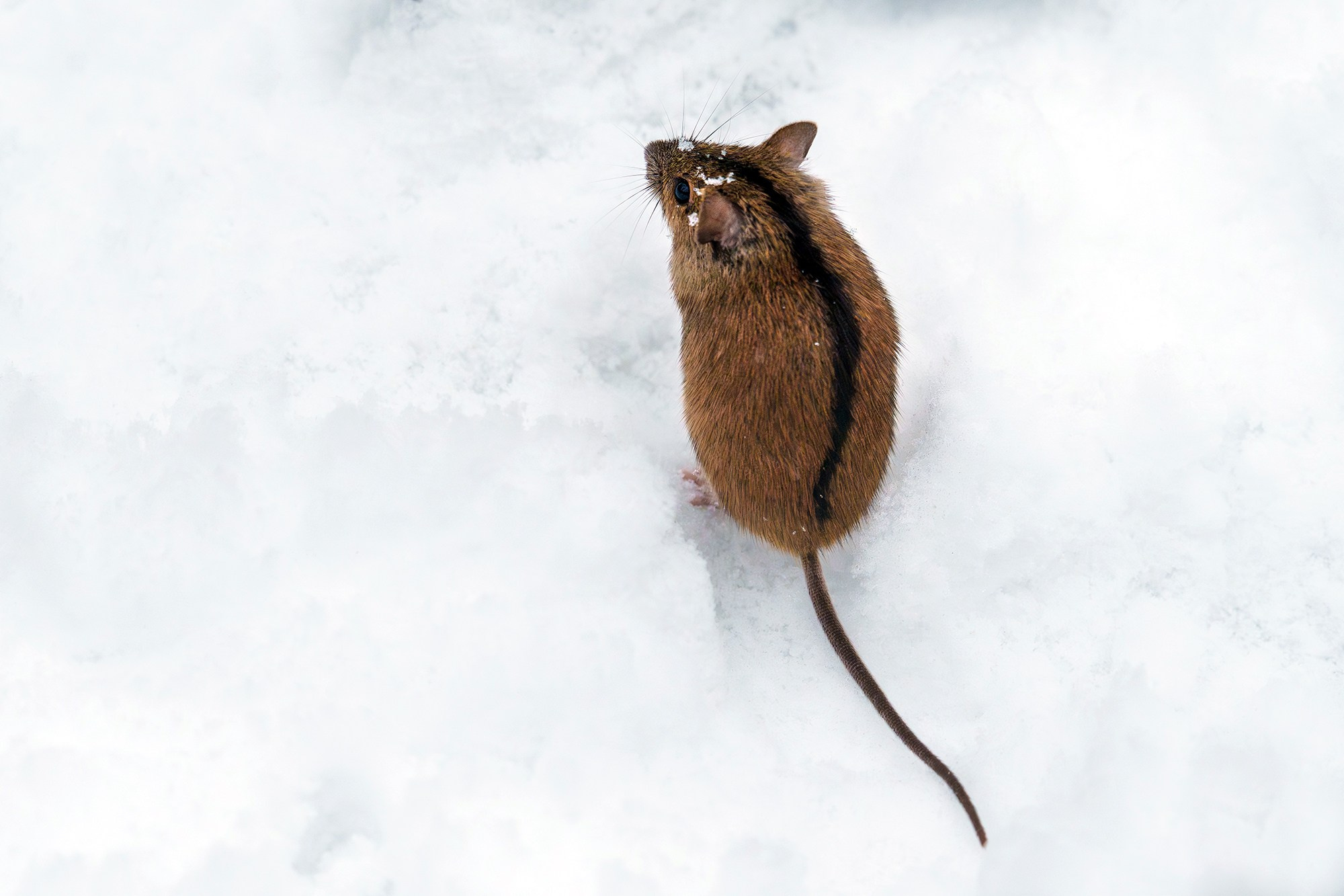 Животные. Ваш личный фотограф Марина Волкова