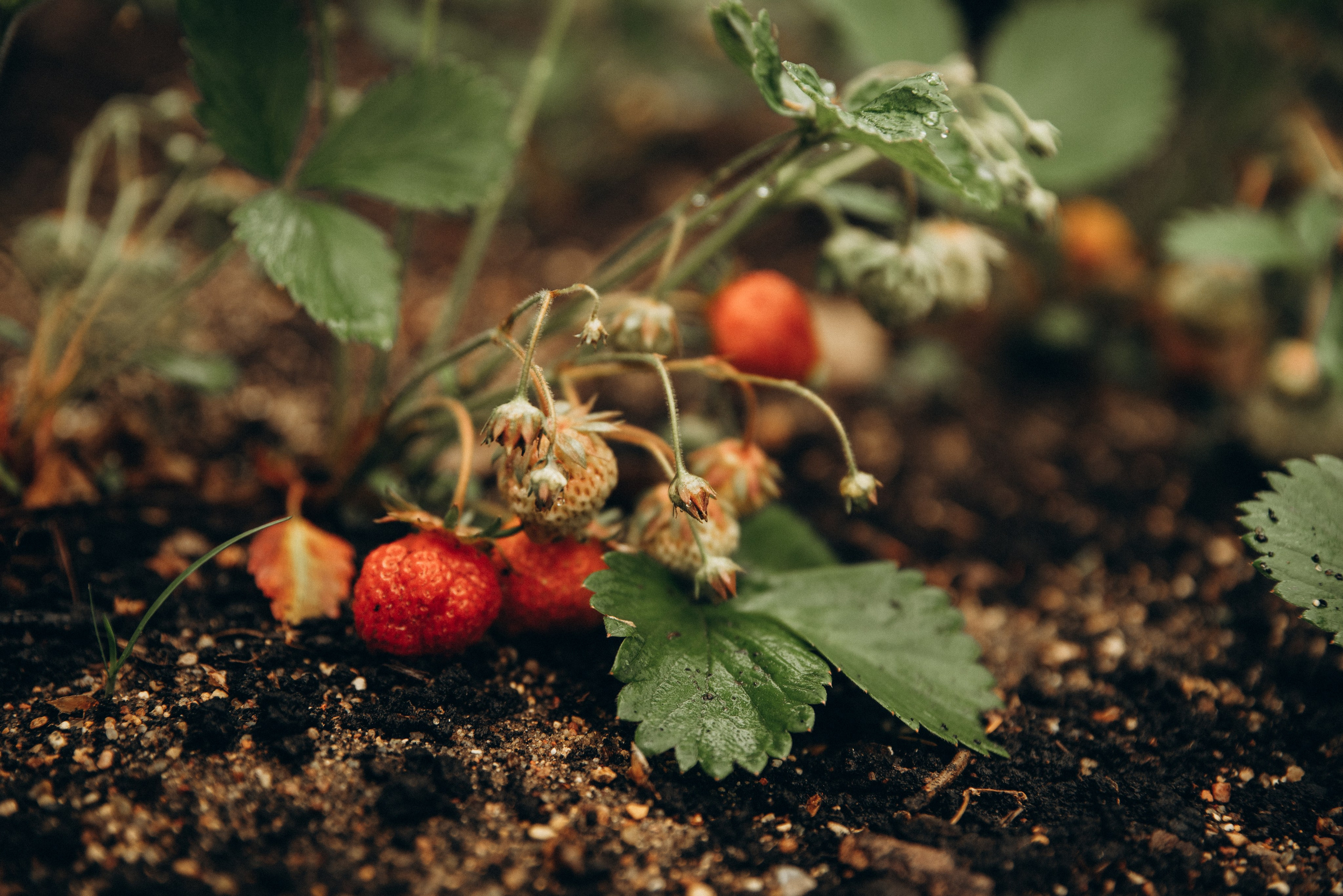 Ангелина и Есения. Семейный фотограф в Москве Дарья Пузикова