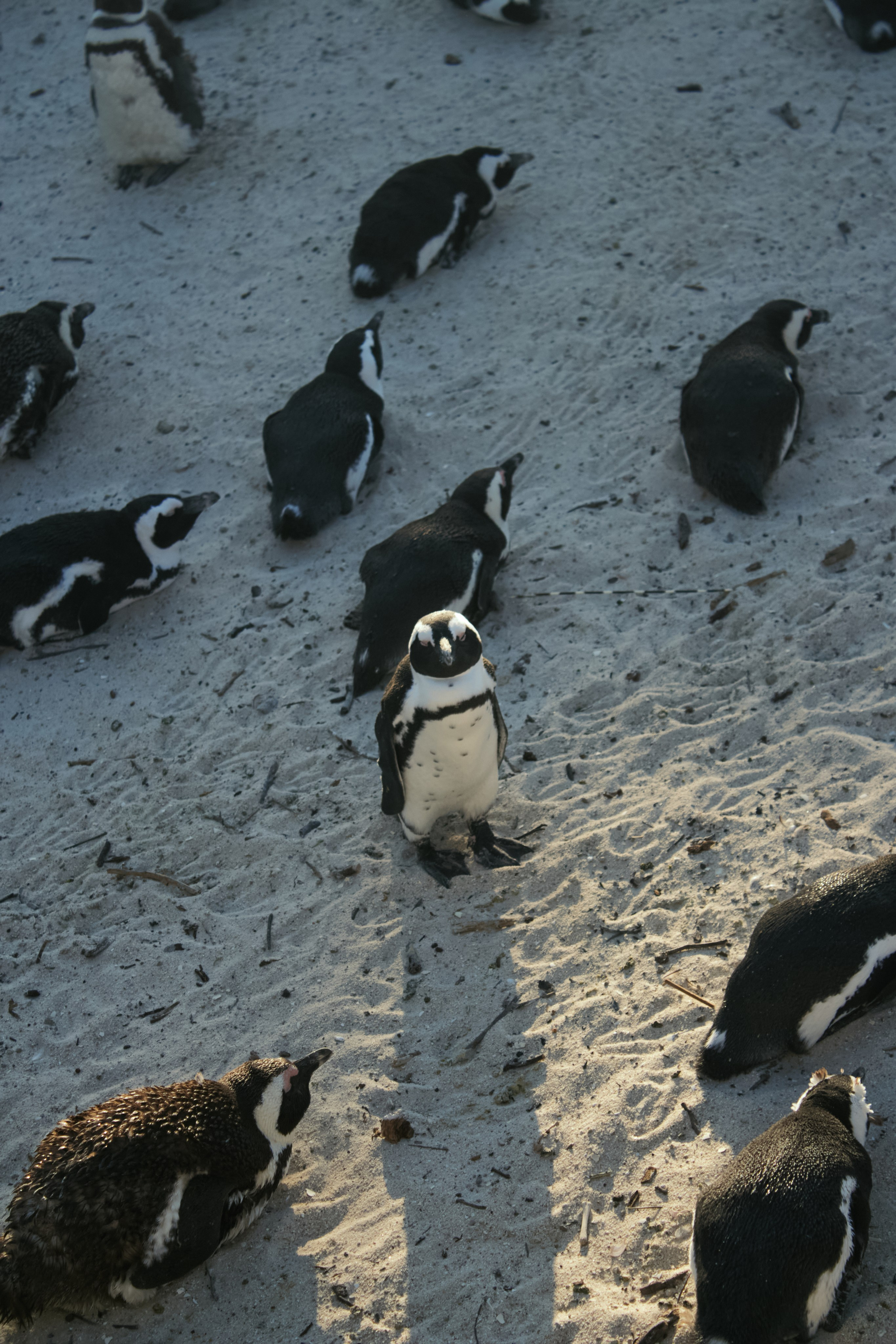 ЮАР. Профессиональный Фотограф во Владимире, в Москве и в Суздале — Полина Романычева