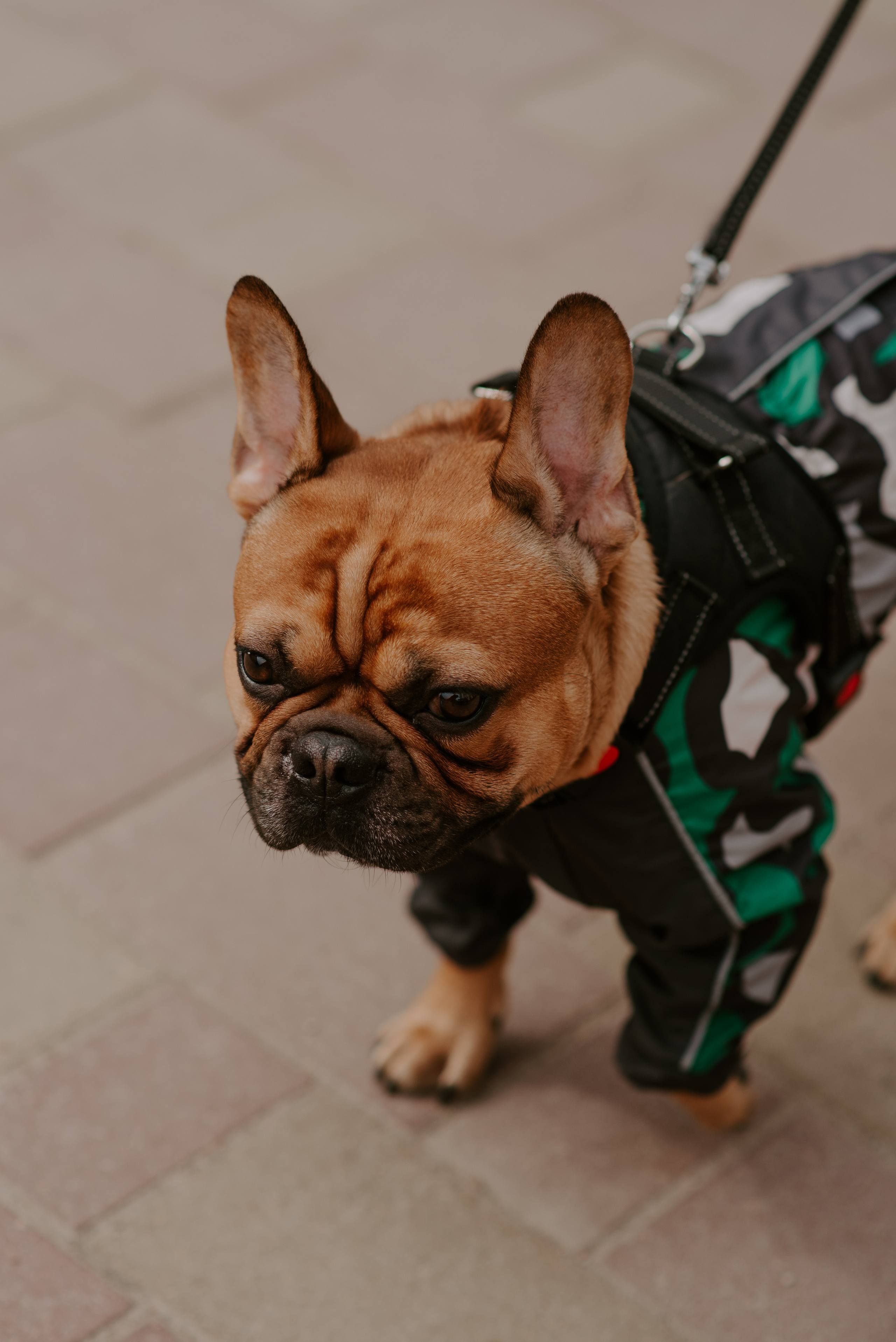 Трое и мопс. Свадебный, репортажный и семейный фотограф в Москве Арина Зак