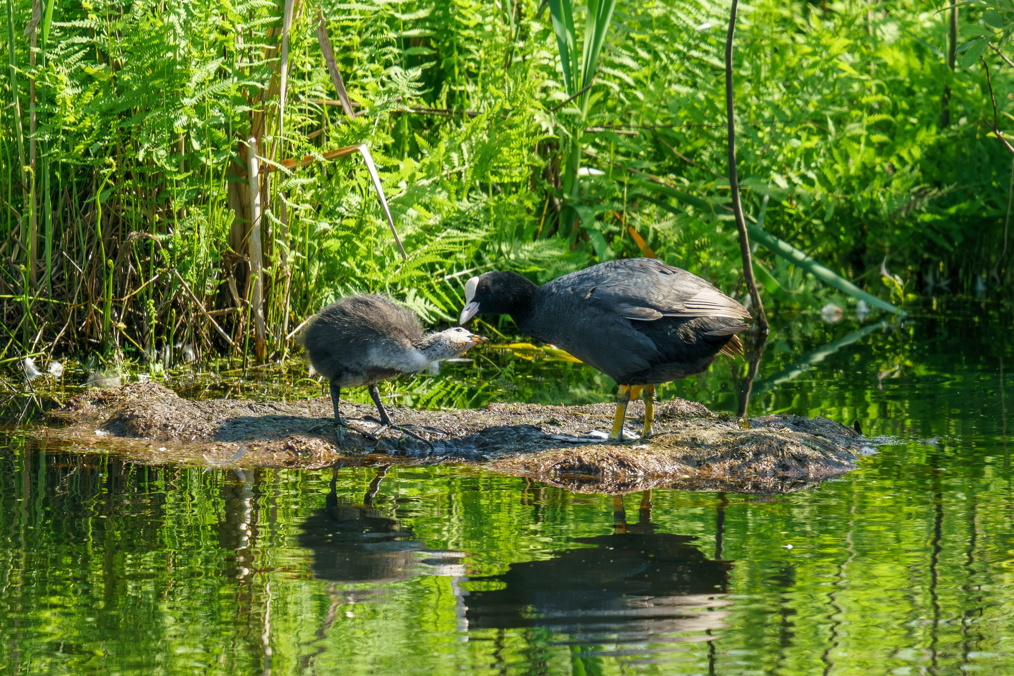 Удивительные мир птиц. Вокруг нас столько прекрасного — присмотритесь!. Ваш личный фотограф Марина Волкова