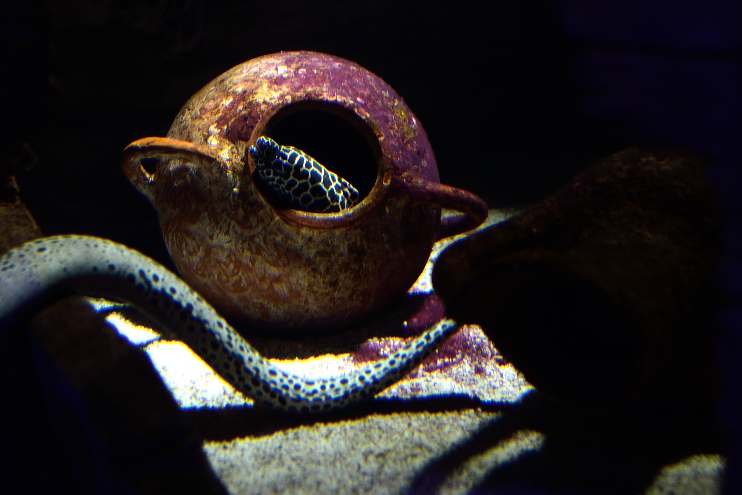 Природа и анималистика. Добро пожаловать на мой сайт, меня зовут Наталия, я фотограф