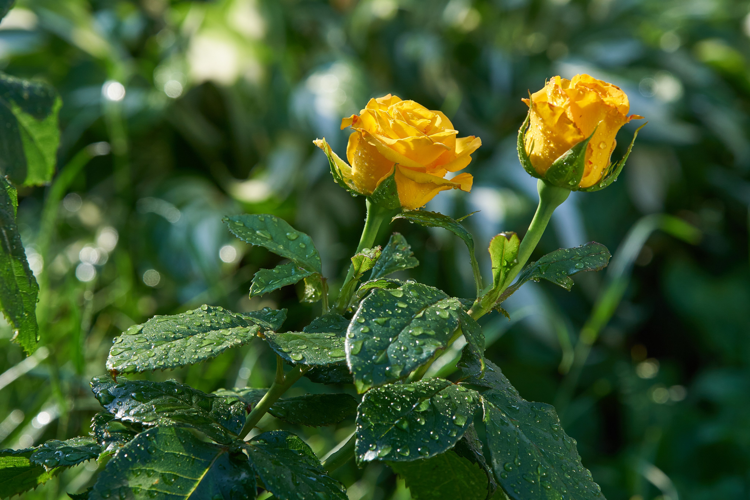 Наша мать — природа. Фотограф Владимир Артамонов