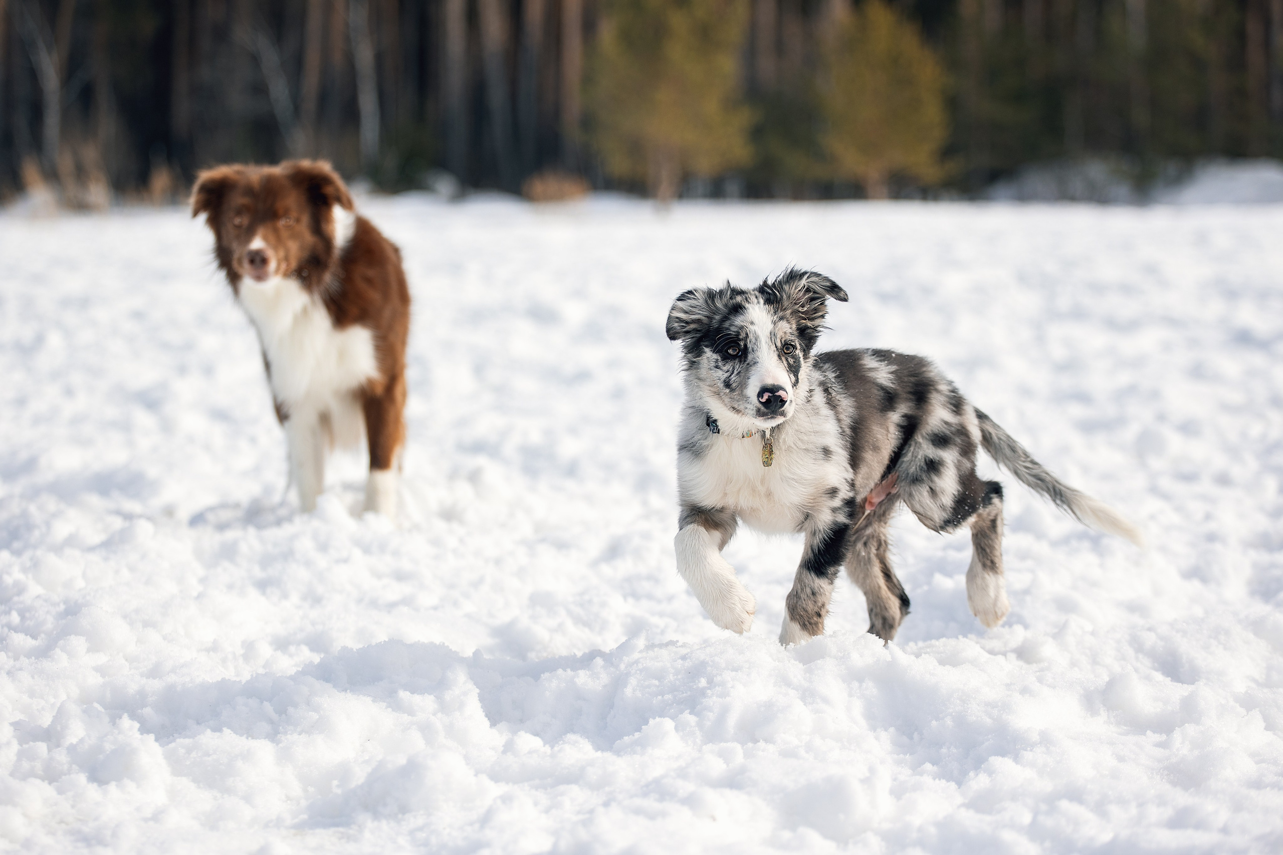 В погоне за снежком…. YULA KOLESOVA | Фотограф — Анималист | Художник | Тюмень